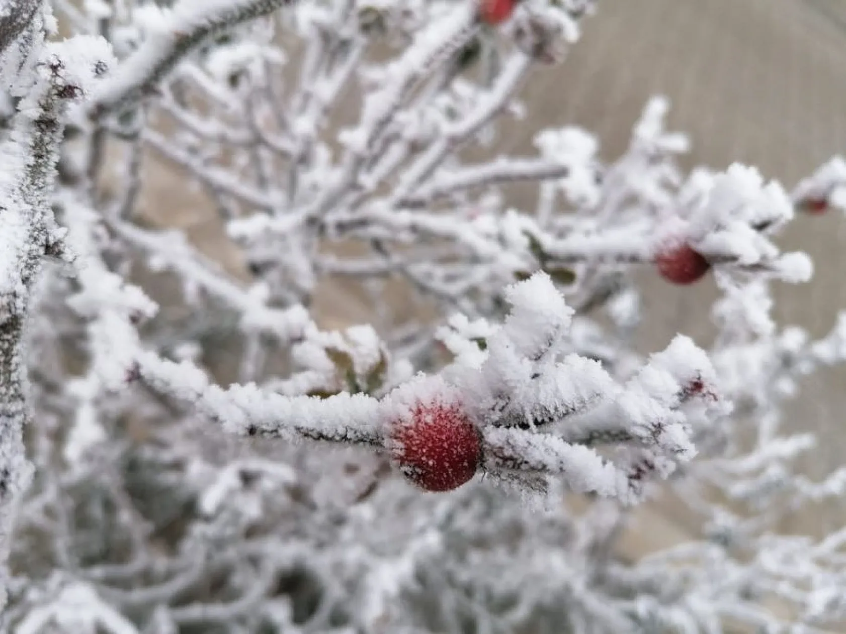 Arıcak'ta kırağı ve don etkili oldu