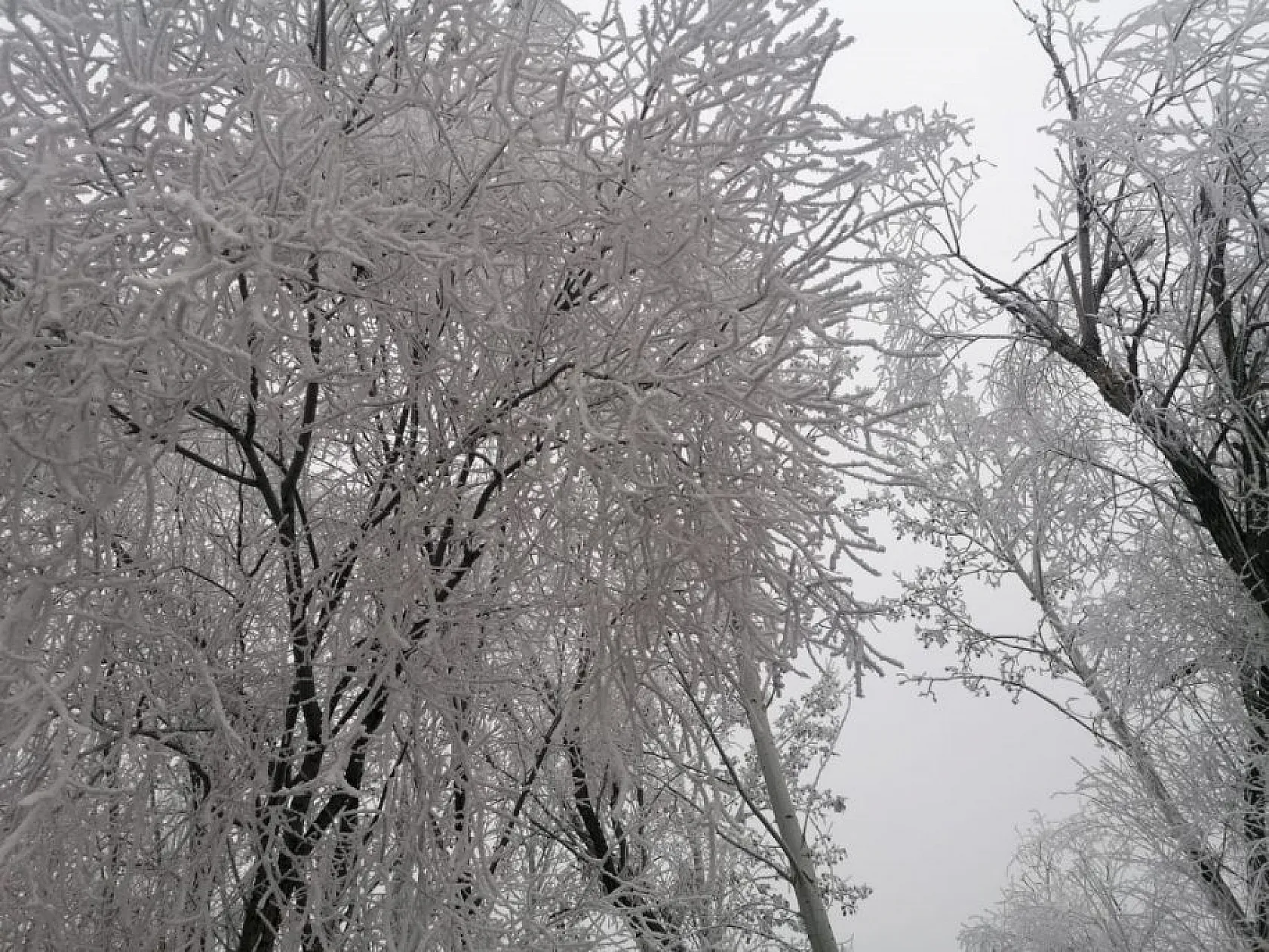 Arıcak'ta kırağı ve don etkili oldu