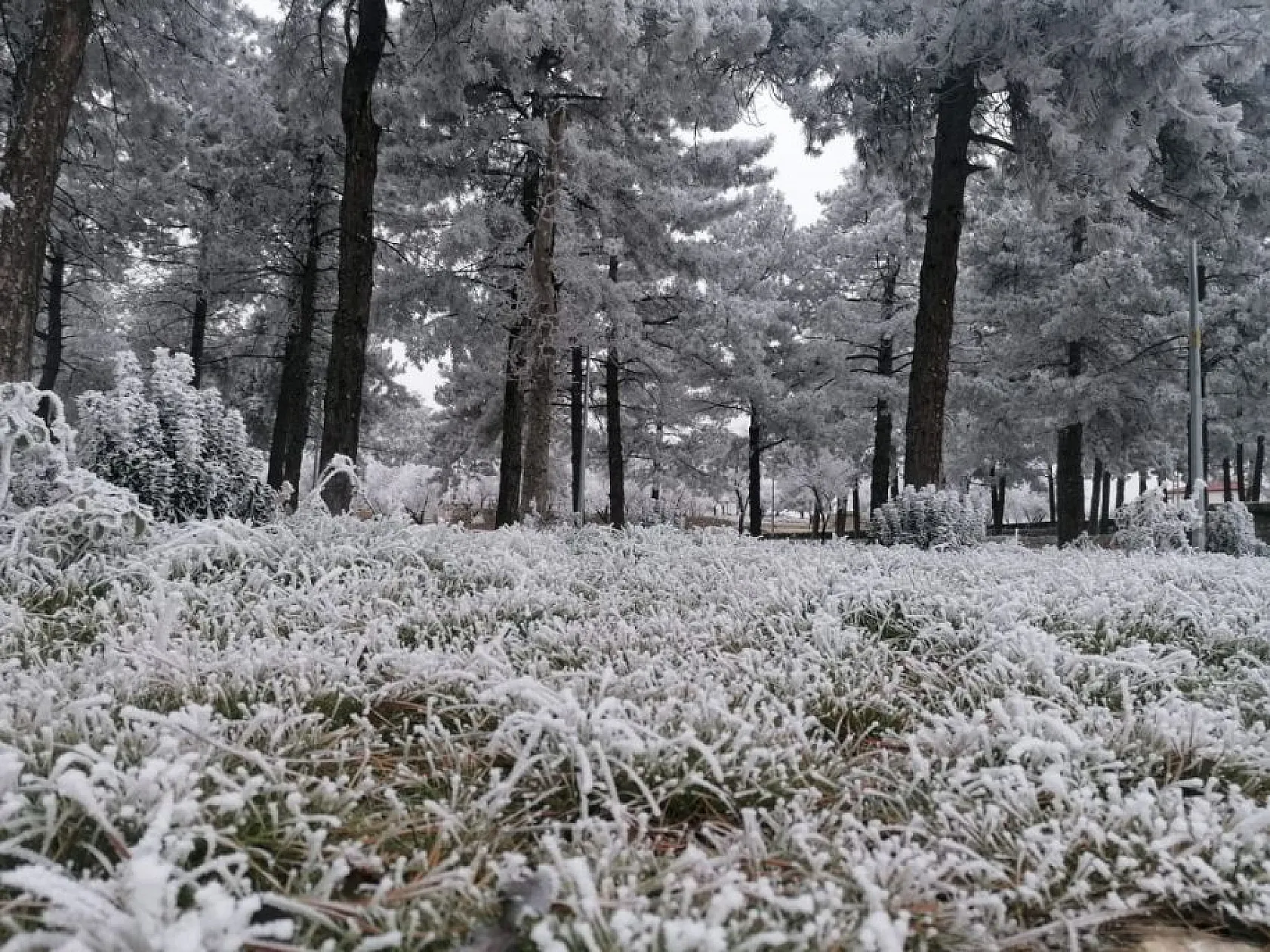 Arıcak'ta kırağı ve don etkili oldu