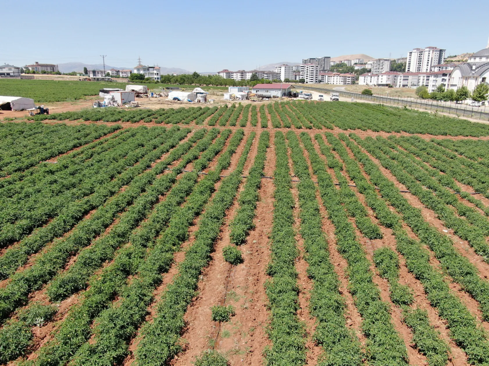 Elazığ'da sebze yarı fiyatına
