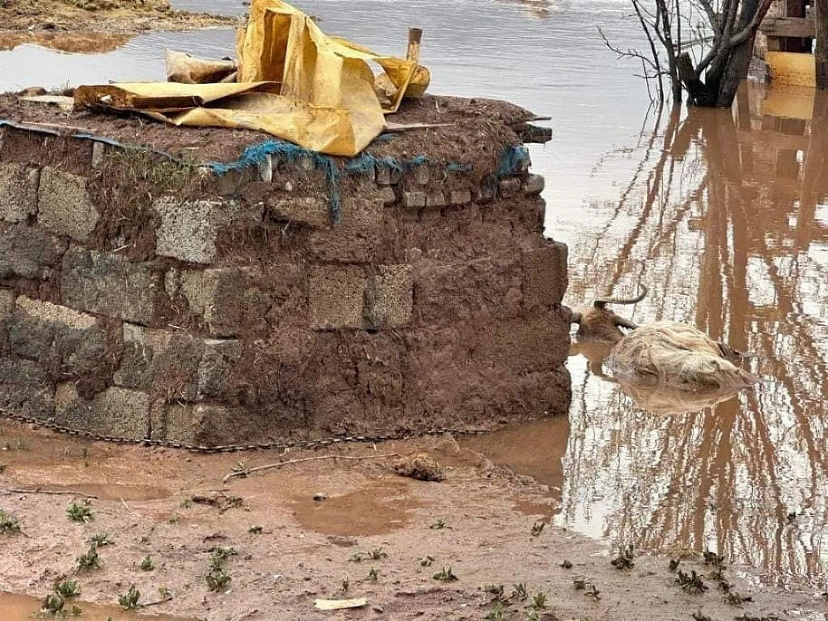 Elazığ'da tarım arazileri sular altında kaldı!