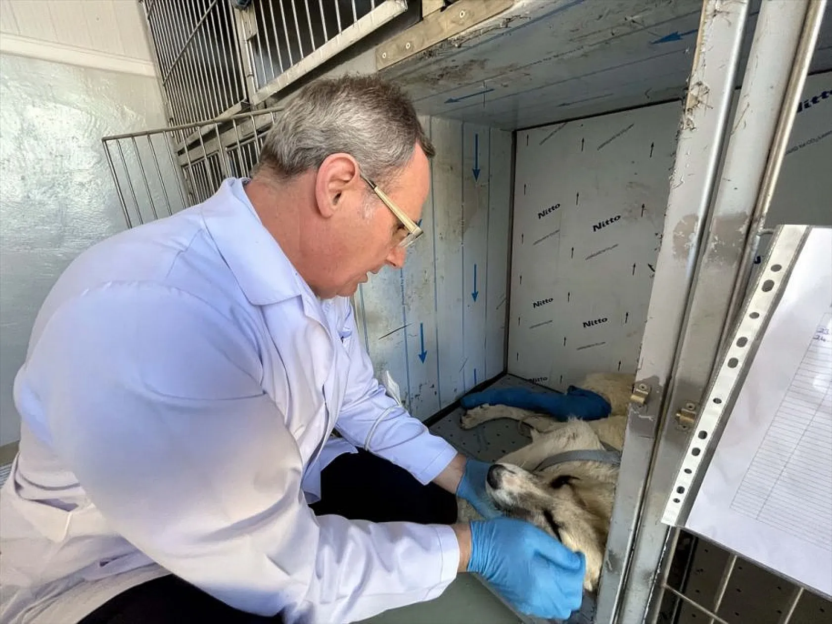 Depremde yaralanan 'can dostlar'ın tedavileri Elazığ'da yapılıyor