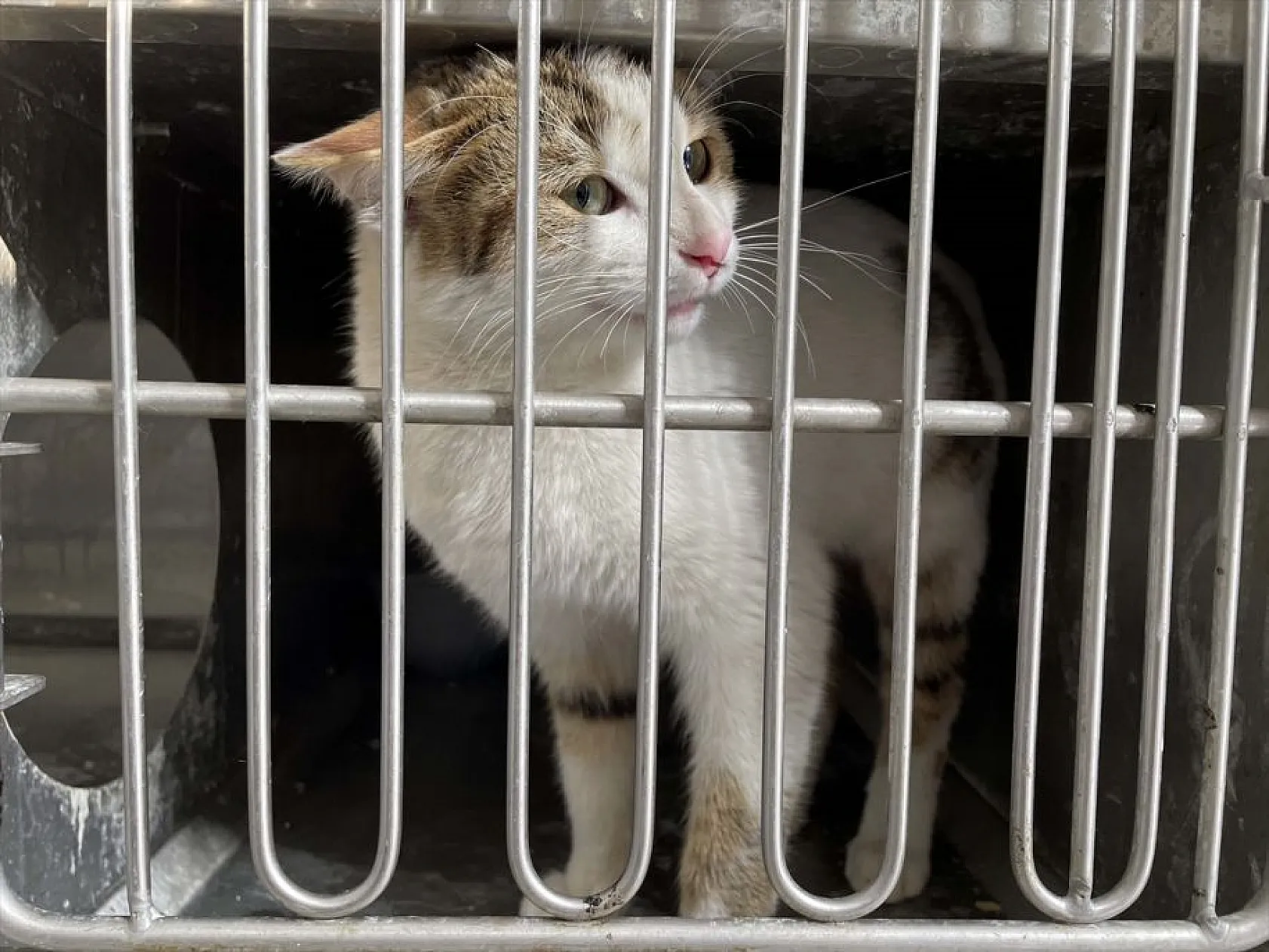 Depremde yaralanan 'can dostlar'ın tedavileri Elazığ'da yapılıyor