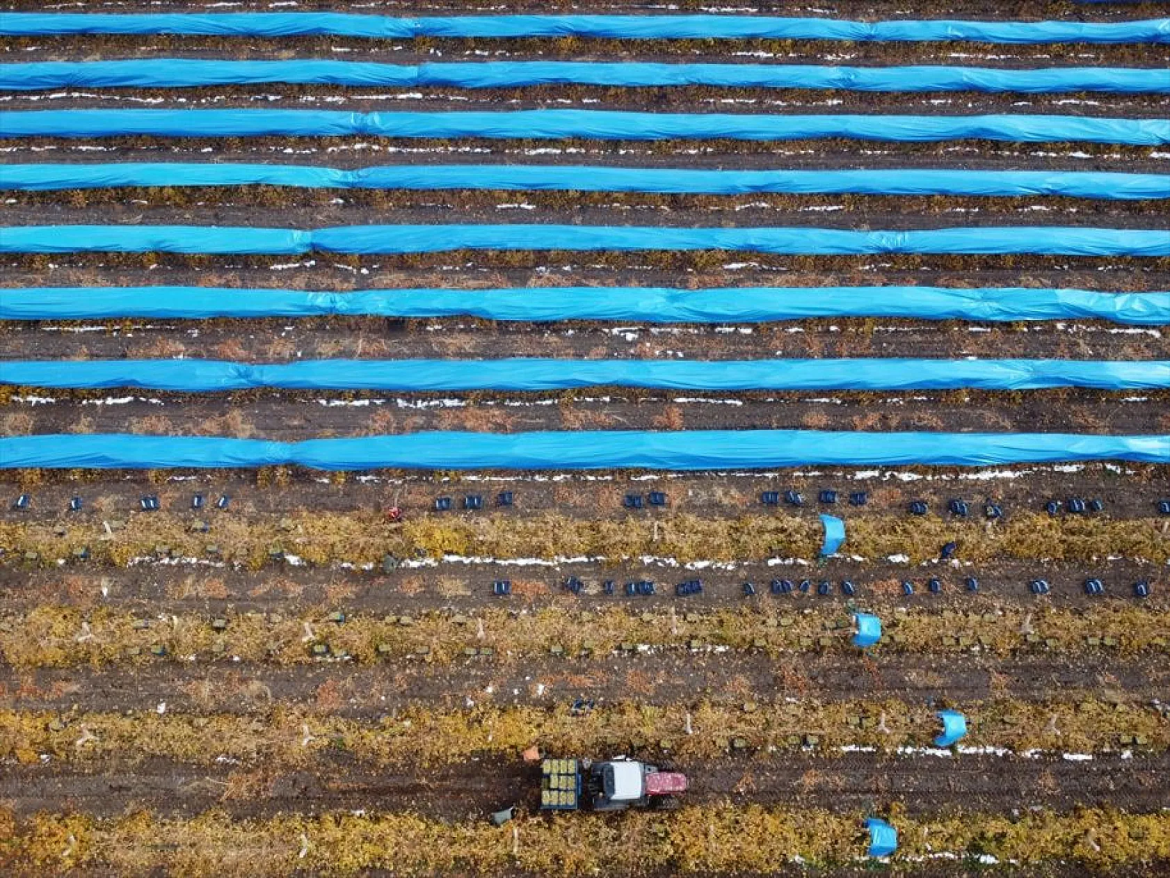Elazığ'da aralık ayında üzüm hasadı