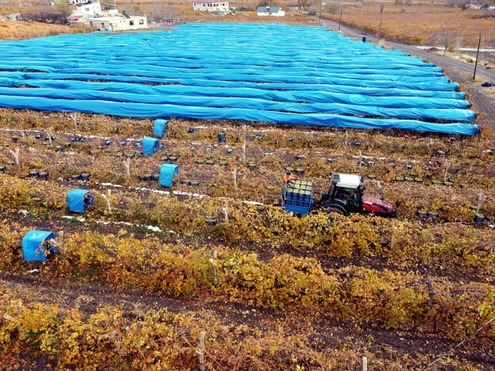 Elazığ'da aralık ayında üzüm hasadı