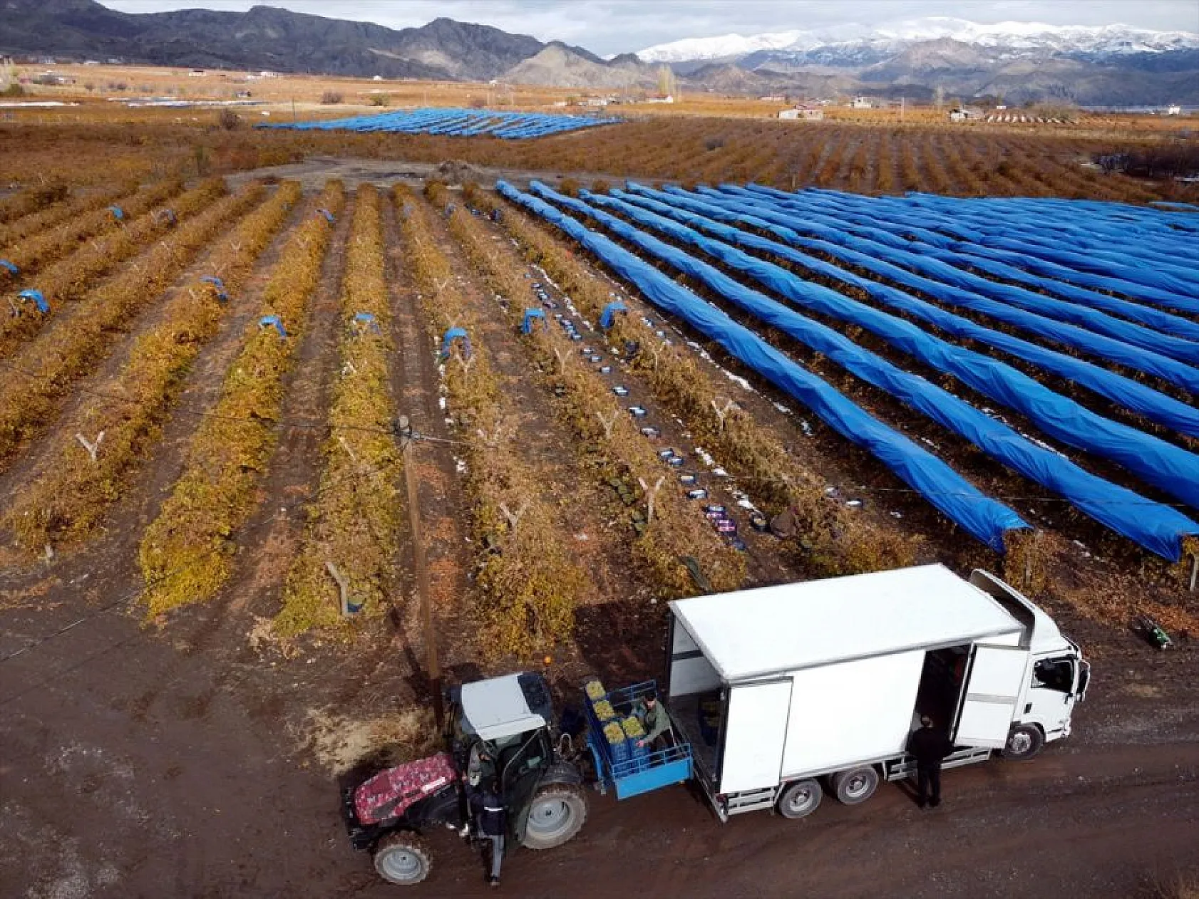 Elazığ'da aralık ayında üzüm hasadı