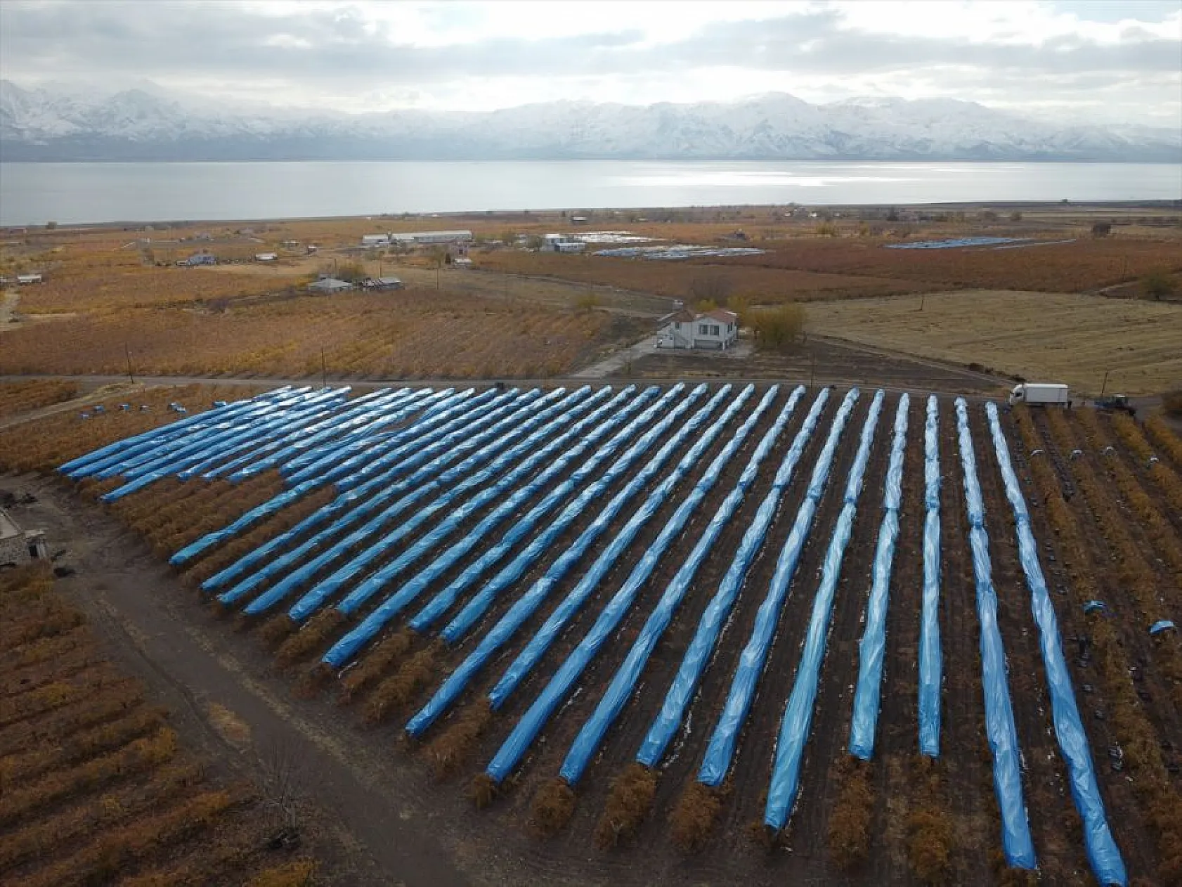 Elazığ'da aralık ayında üzüm hasadı
