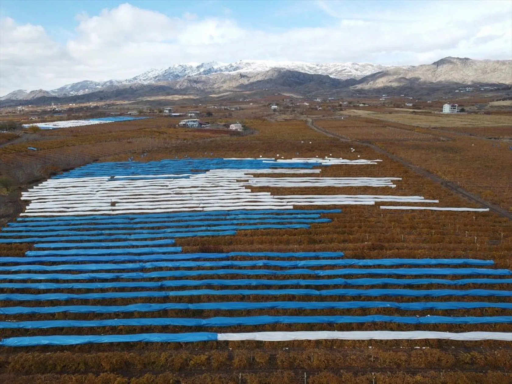 Elazığ'da aralık ayında üzüm hasadı