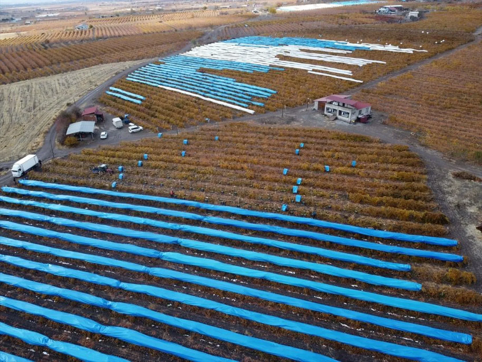 Elazığ'da aralık ayında üzüm hasadı