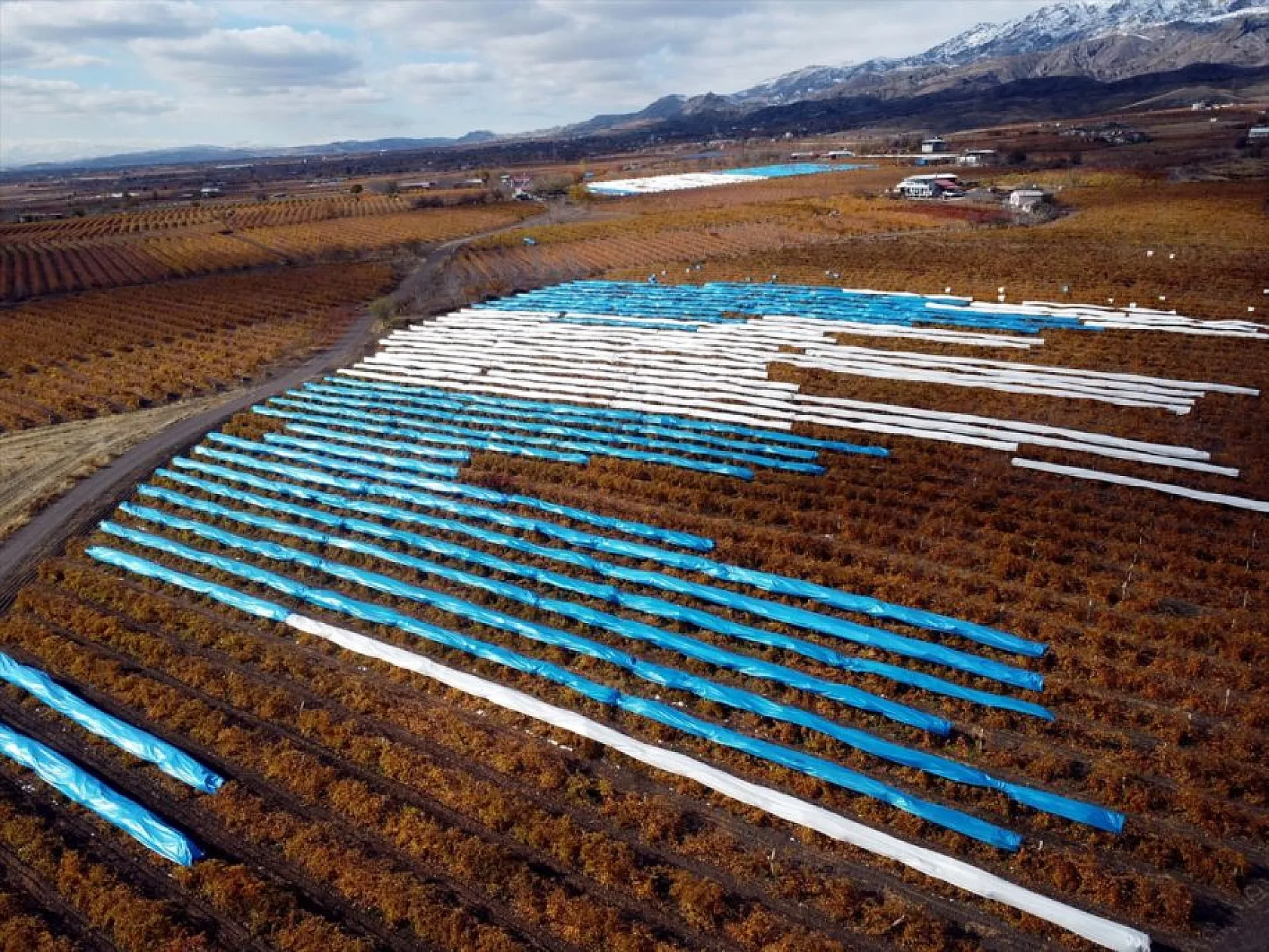 Elazığ'da aralık ayında üzüm hasadı