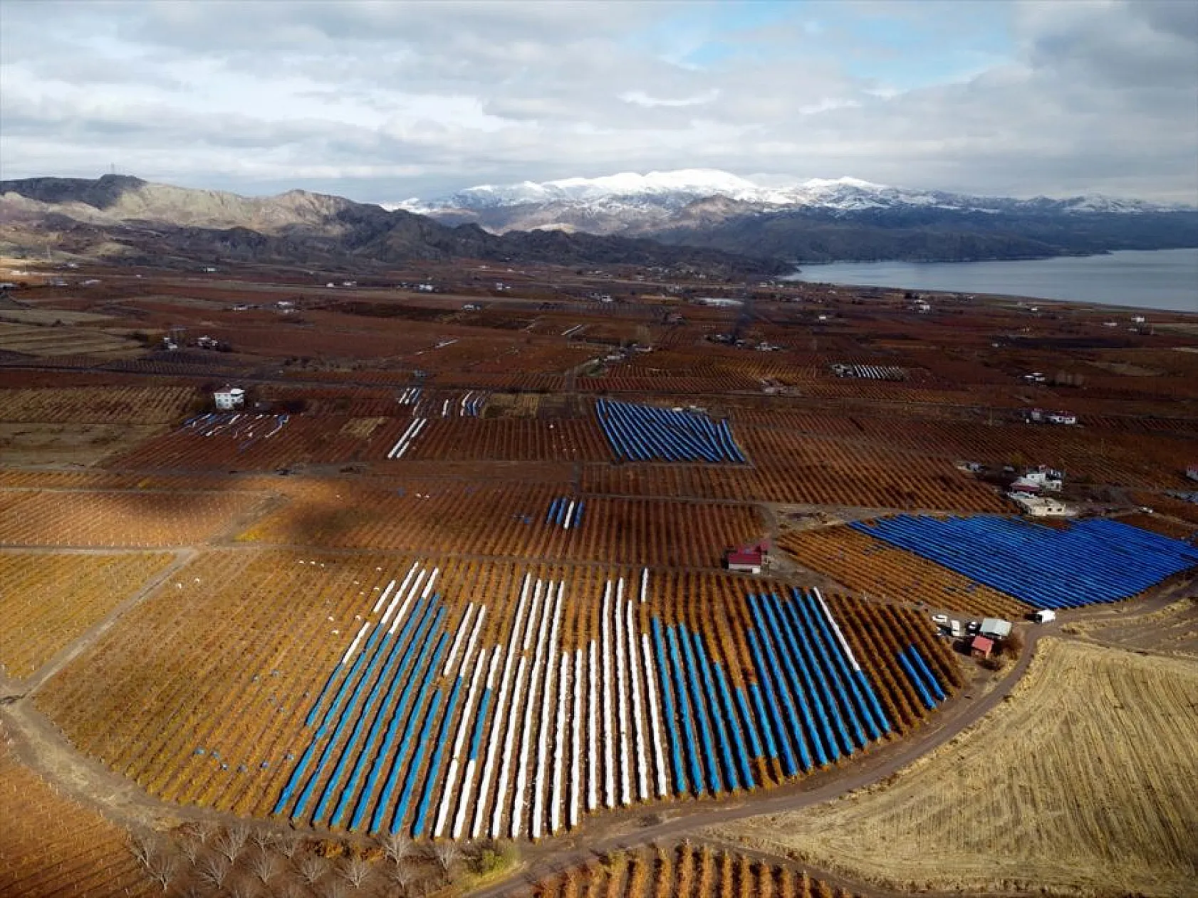 Elazığ'da aralık ayında üzüm hasadı