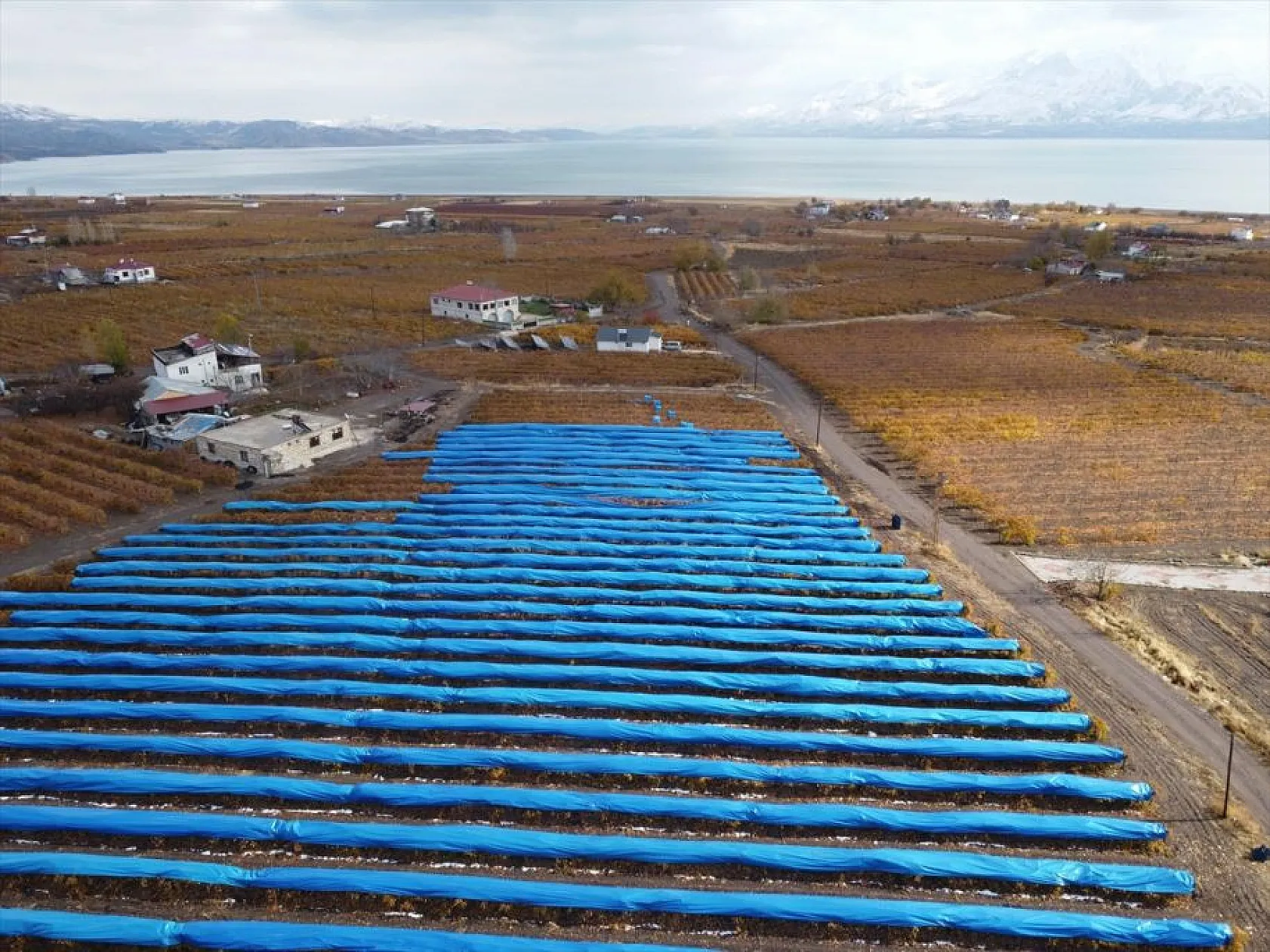 Elazığ'da aralık ayında üzüm hasadı