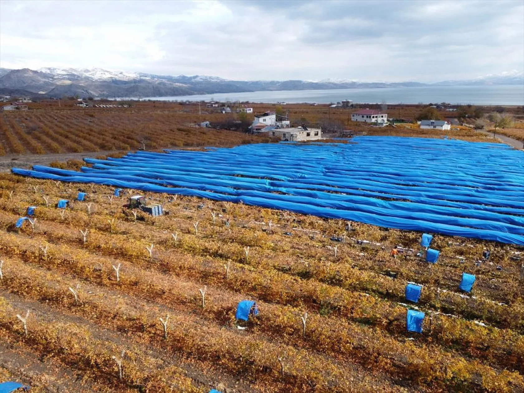 Elazığ'da aralık ayında üzüm hasadı