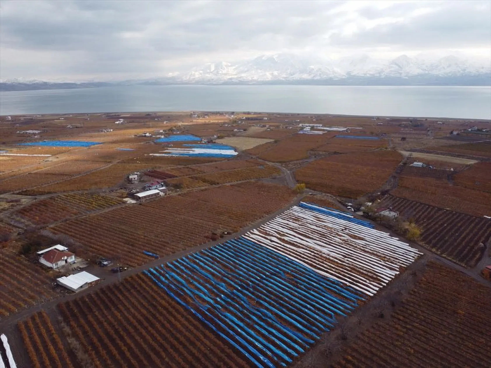 Elazığ'da aralık ayında üzüm hasadı