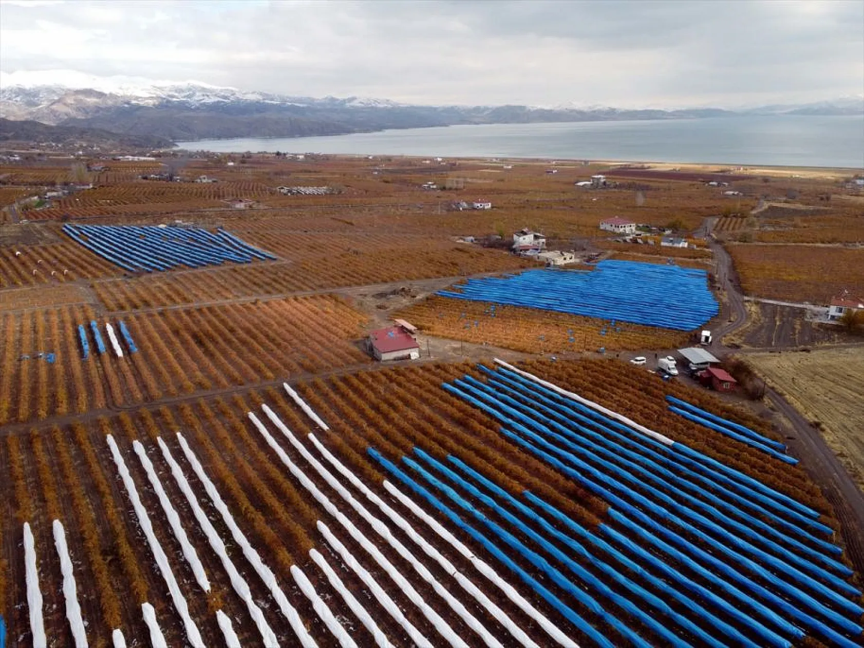 Elazığ'da aralık ayında üzüm hasadı