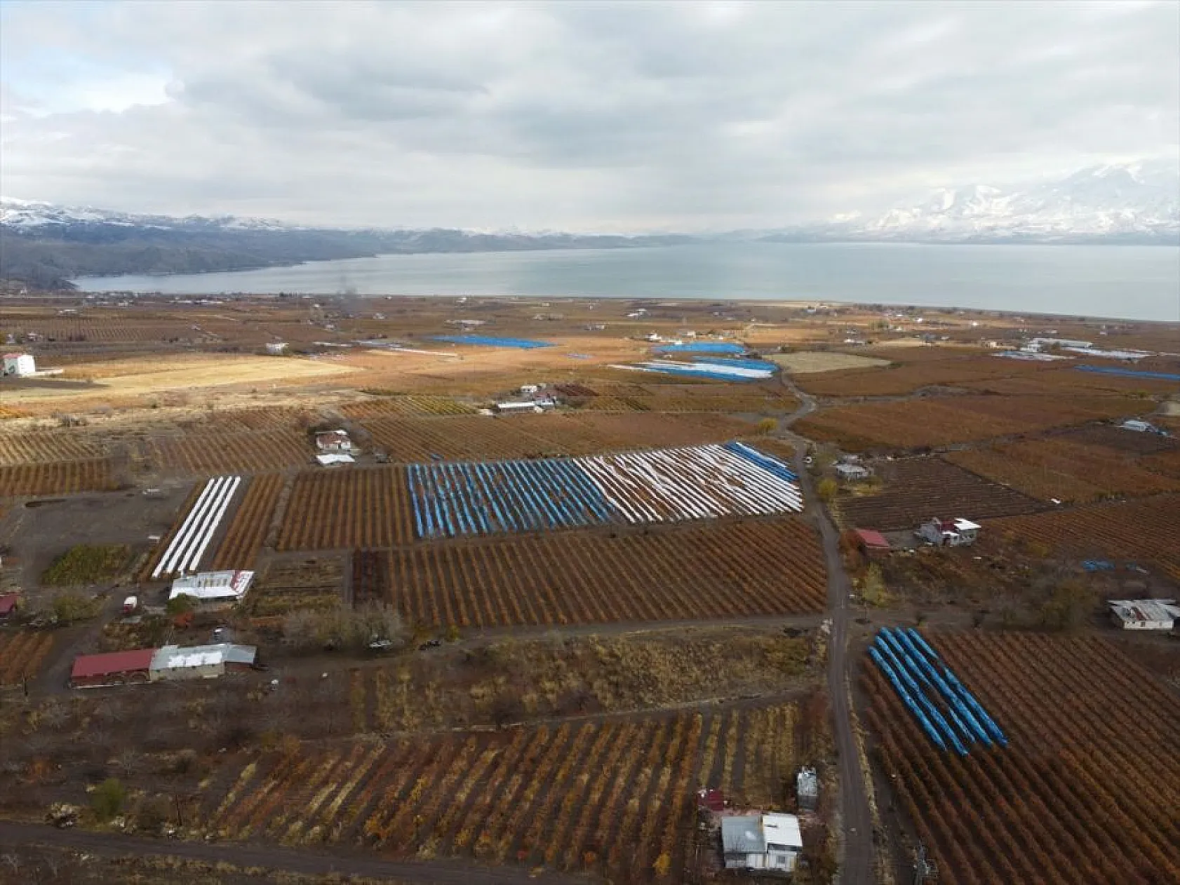 Elazığ'da aralık ayında üzüm hasadı