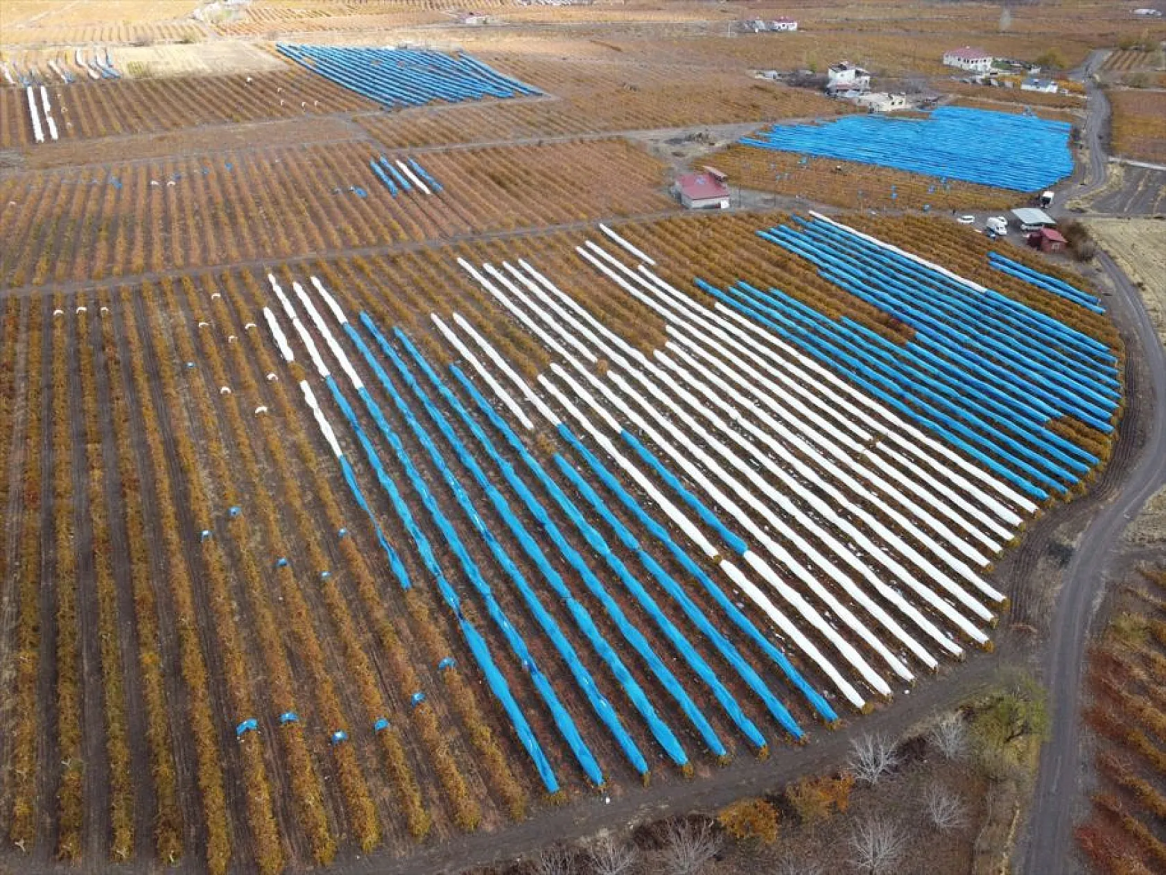Elazığ'da aralık ayında üzüm hasadı