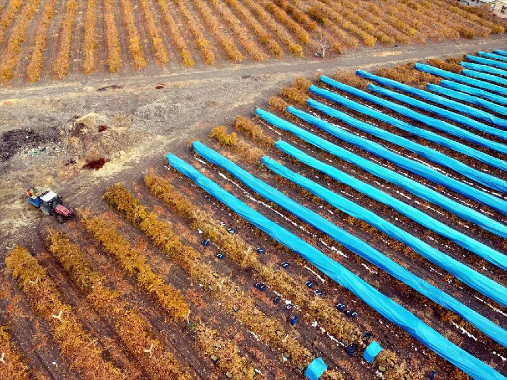 Elazığ'da aralık ayında üzüm hasadı