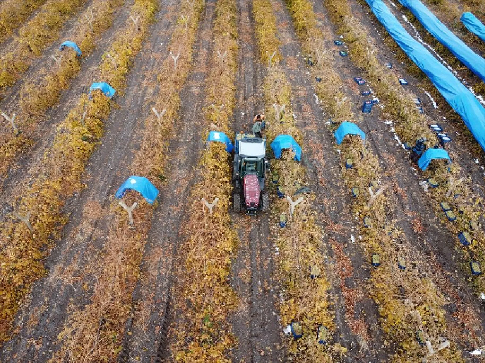 Elazığ'da aralık ayında üzüm hasadı