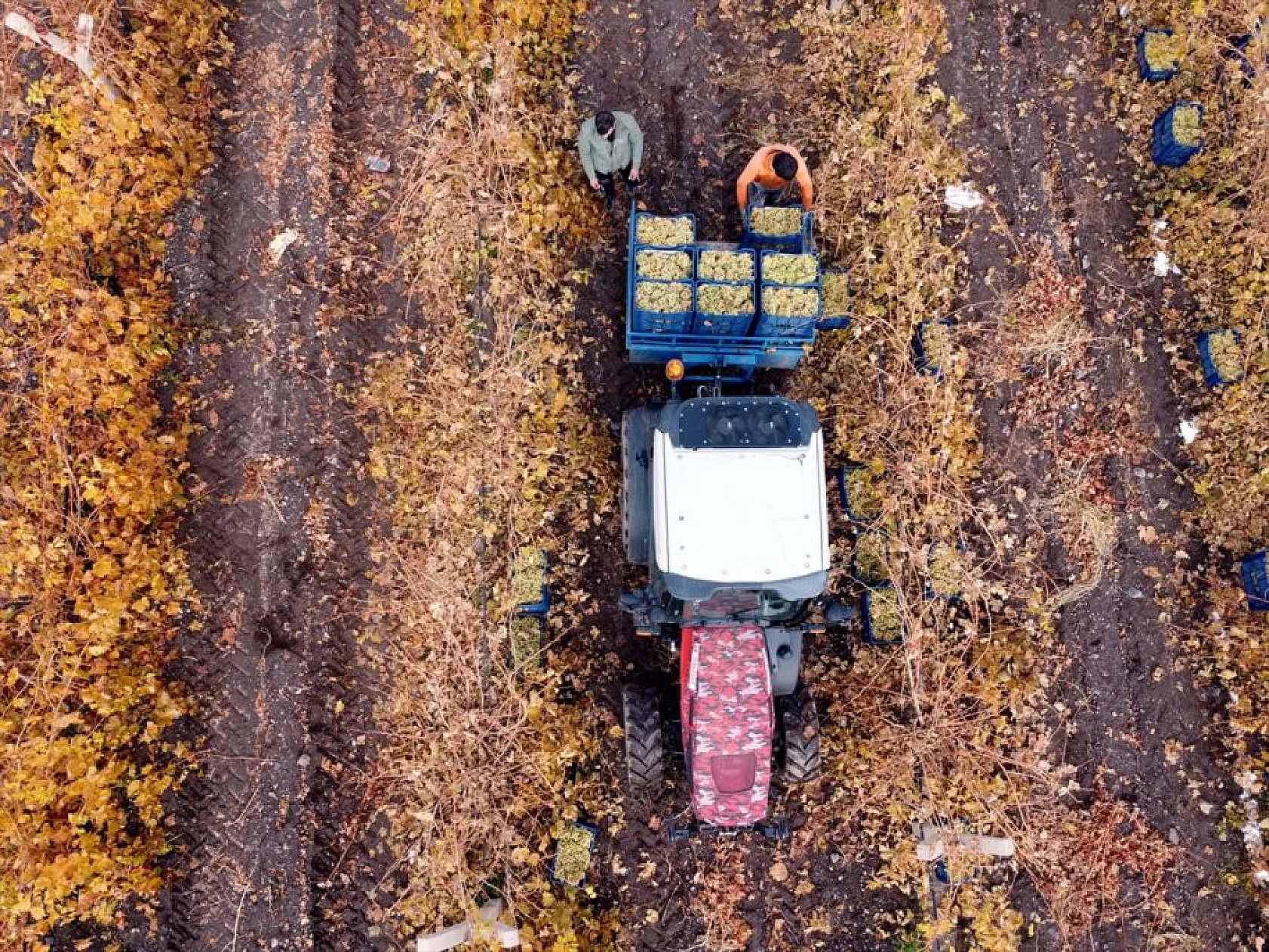Elazığ'da aralık ayında üzüm hasadı
