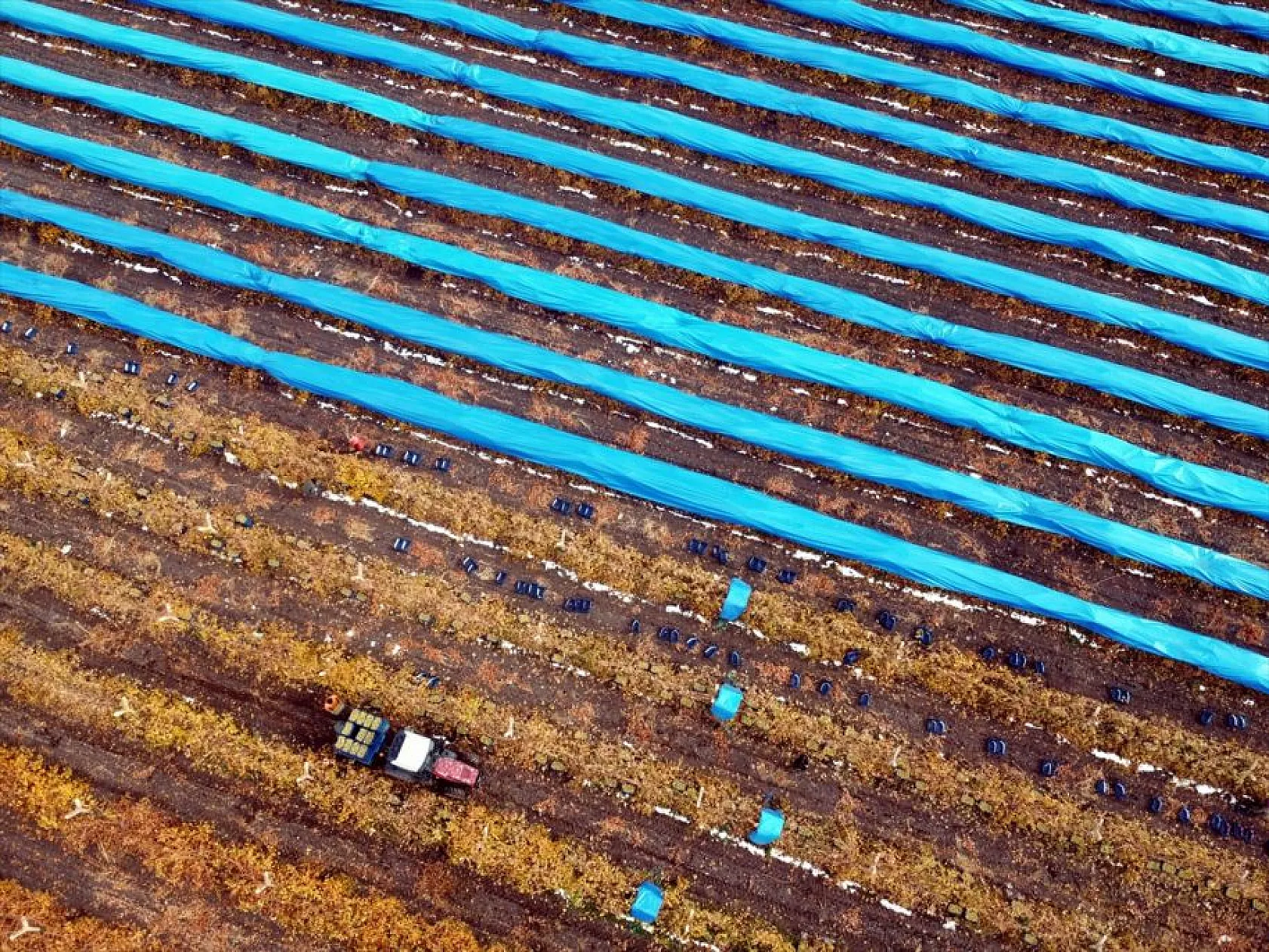 Elazığ'da aralık ayında üzüm hasadı