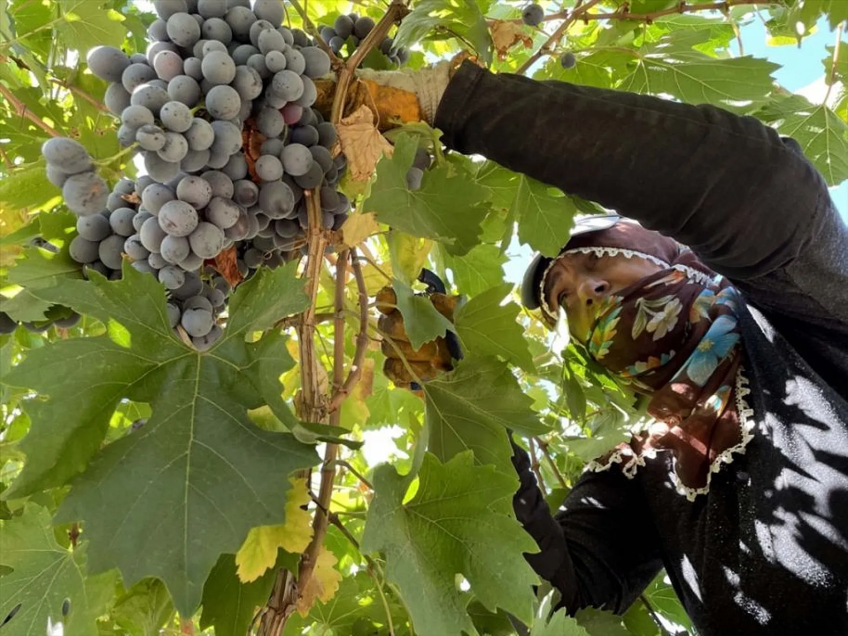 Elazığ'da yetiştirilen üzümde 81 bin ton rekolte bekleniyor