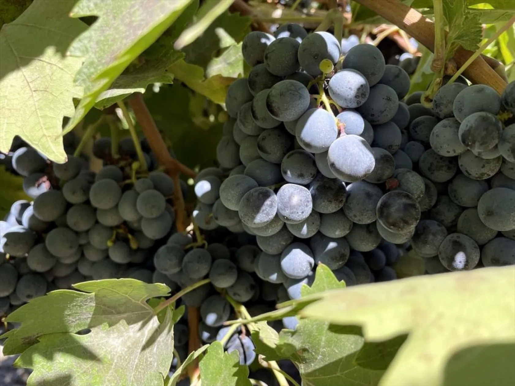 Elazığ'da yetiştirilen üzümde 81 bin ton rekolte bekleniyor