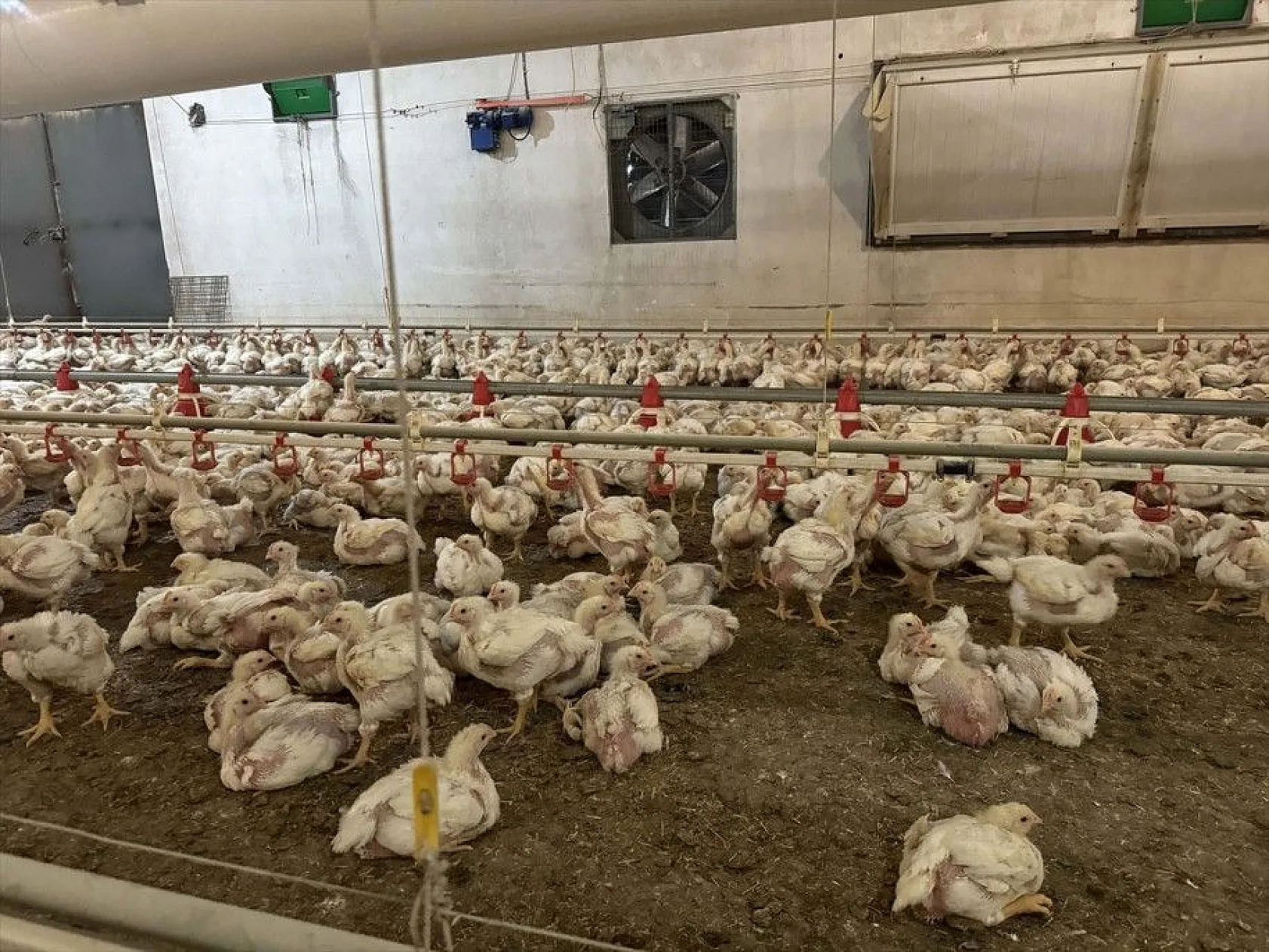 Gurbetten geldiği köyüne can verdi