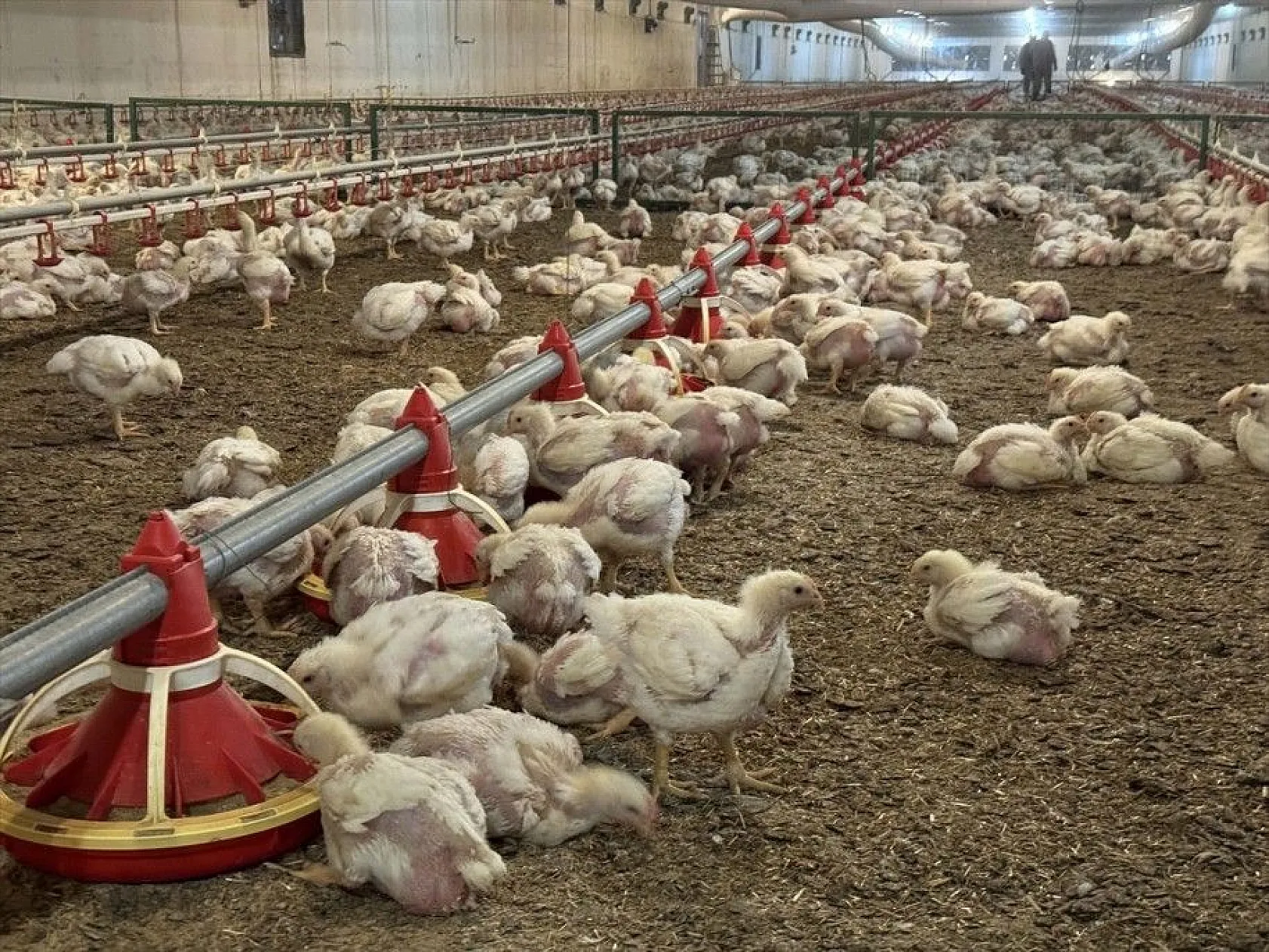 Gurbetten geldiği köyüne can verdi