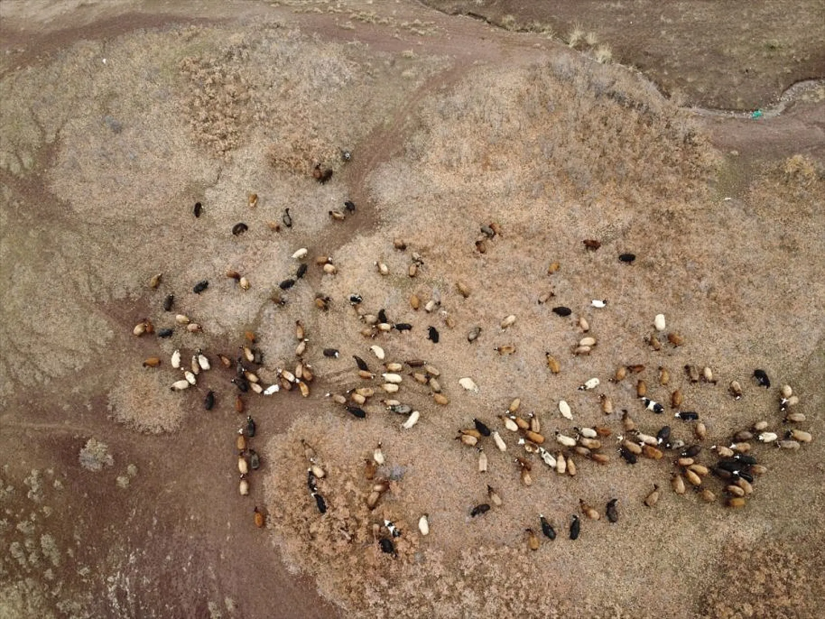 Onlarca yıllık çadır çilesi biten göçerler konteynerlere yerleşiyor