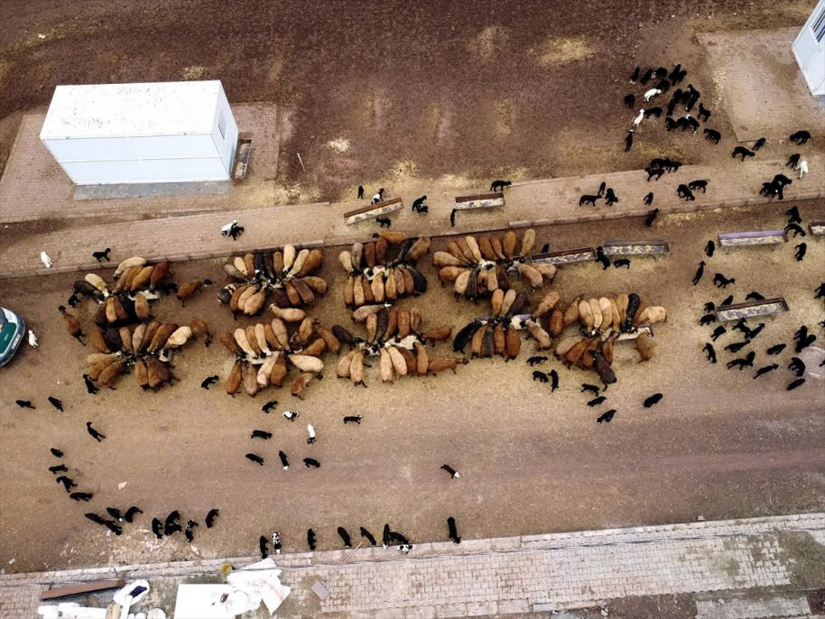 Onlarca yıllık çadır çilesi biten göçerler konteynerlere yerleşiyor