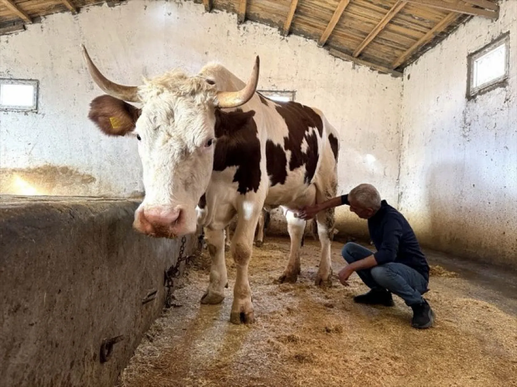 Devlet desteğiyle eski hükümlü besiciliğe döndü