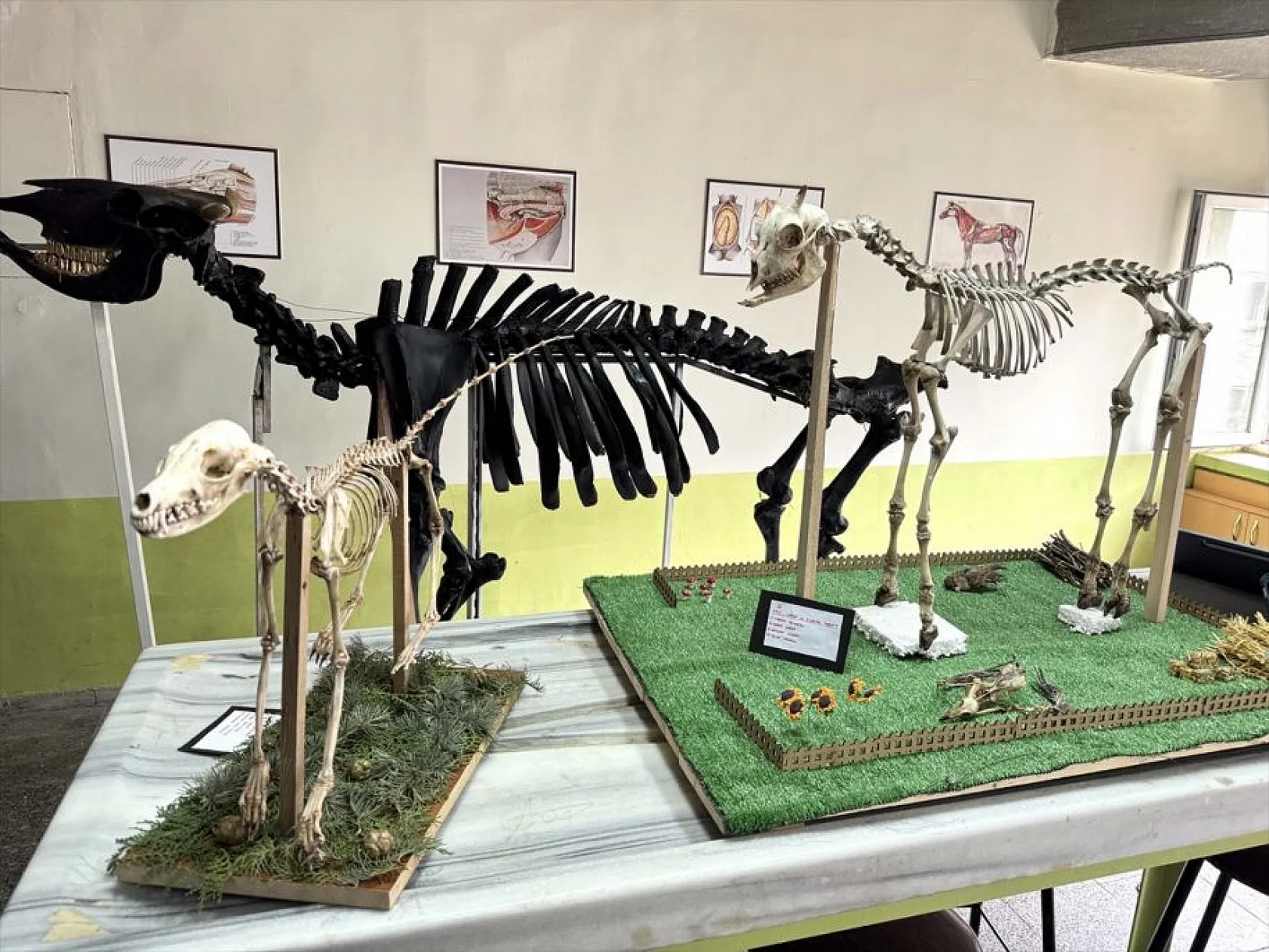 Topladıkları hayvan kemiklerini anatomi dersi için iskelete dönüştürdüler