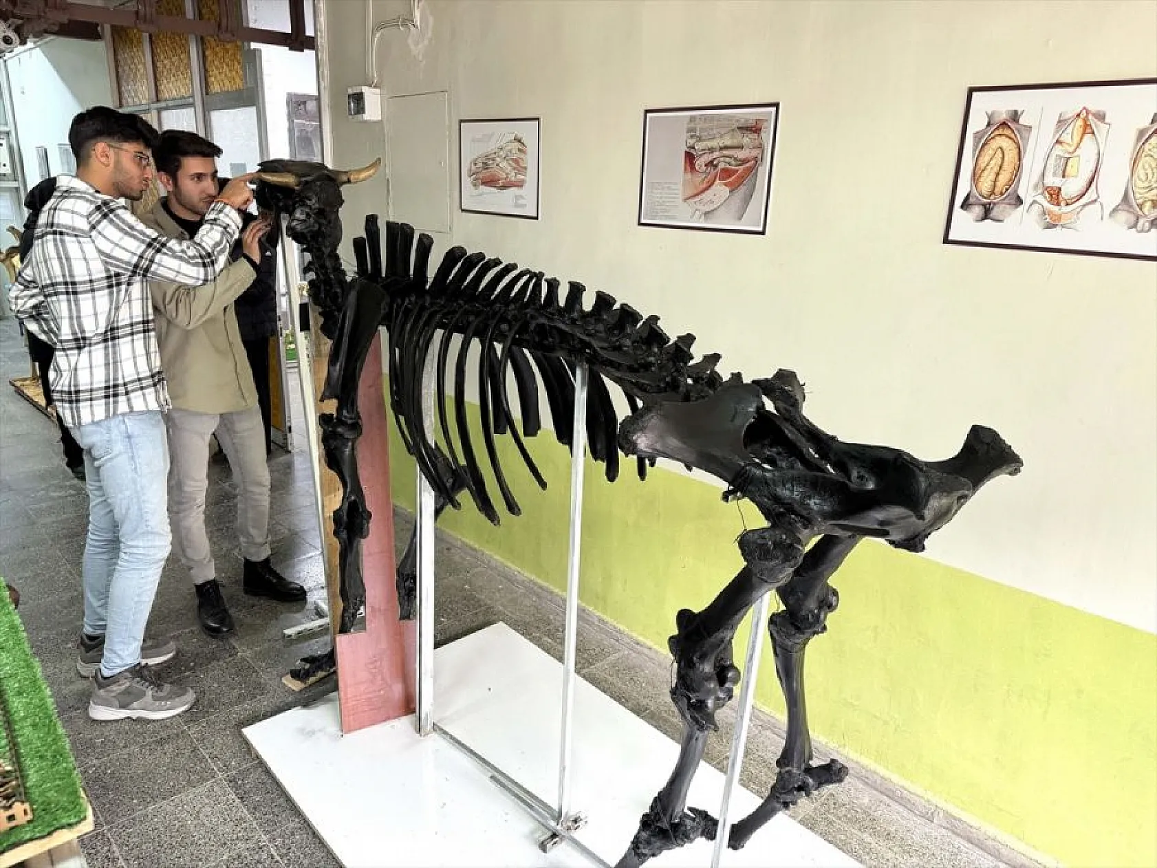 Topladıkları hayvan kemiklerini anatomi dersi için iskelete dönüştürdüler