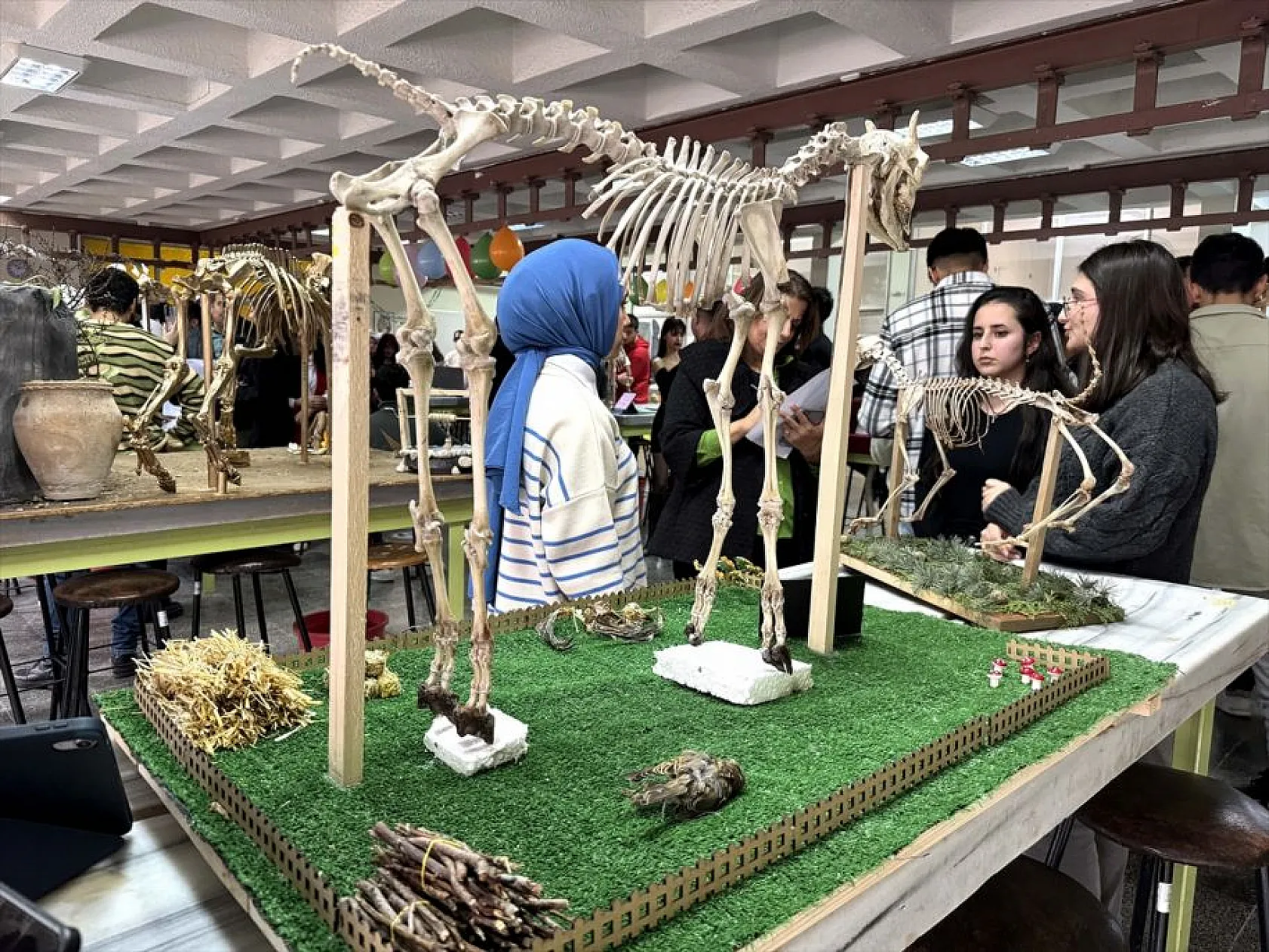 Topladıkları hayvan kemiklerini anatomi dersi için iskelete dönüştürdüler