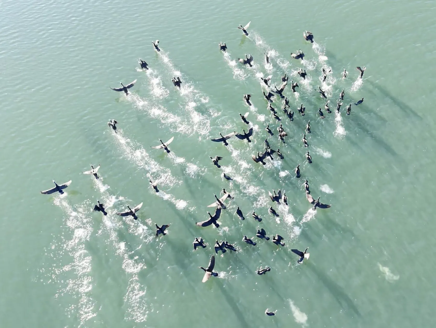 Doğanın sessiz misafirleri 'kara bataklar''