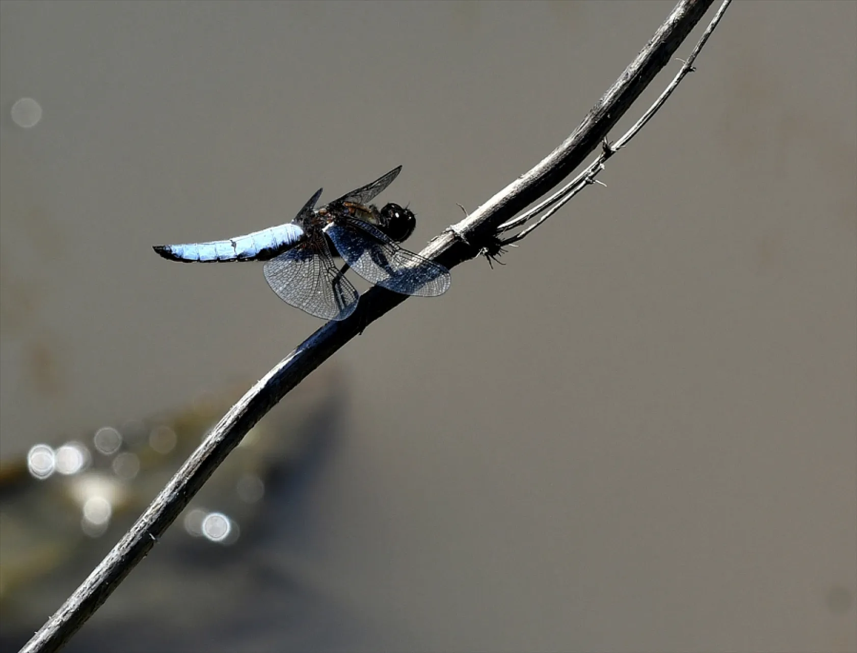 Yusufçuk böcekleri doğaya renk kattı