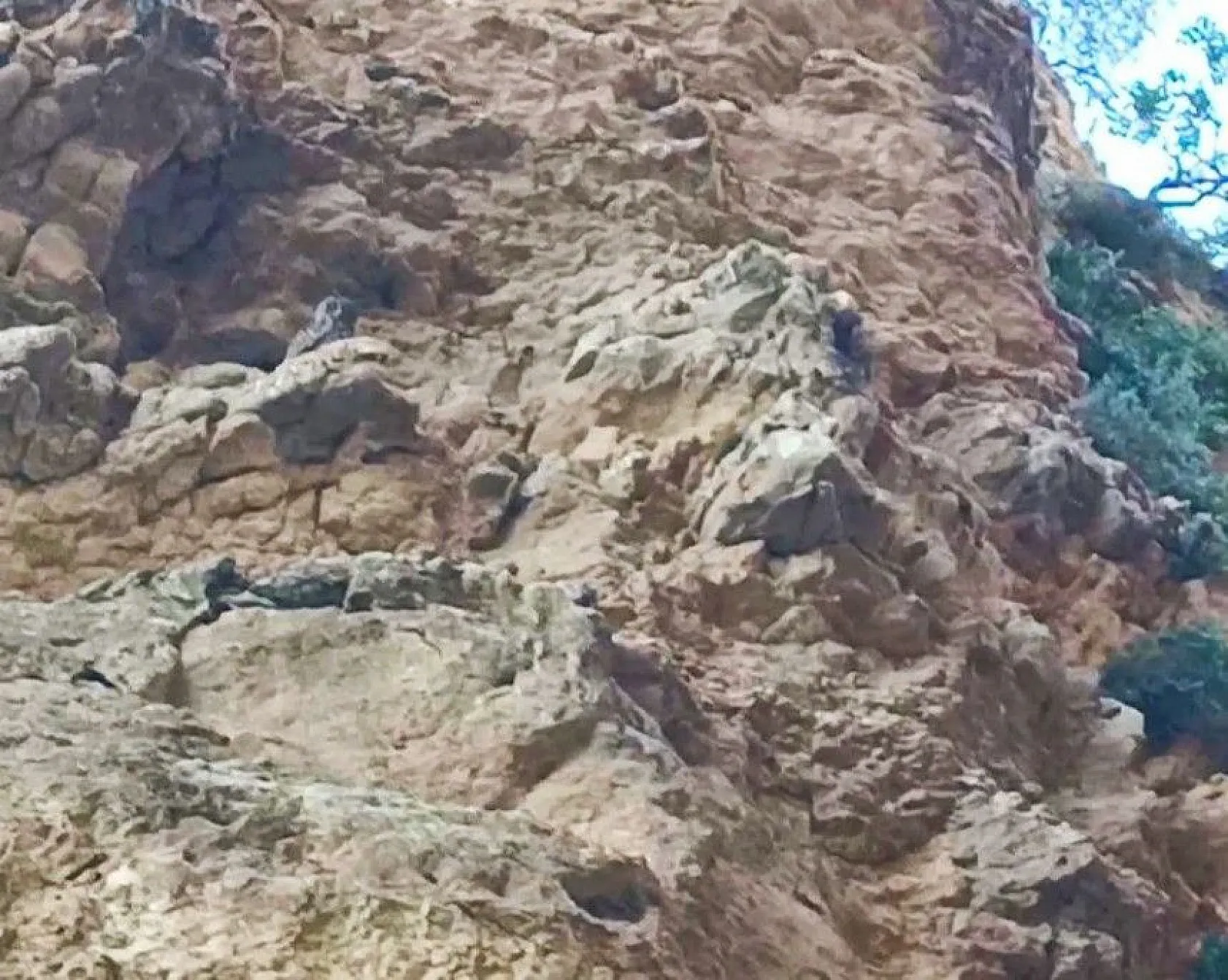 Kanyonlar yaban hayata ev sahipliği yapıyor