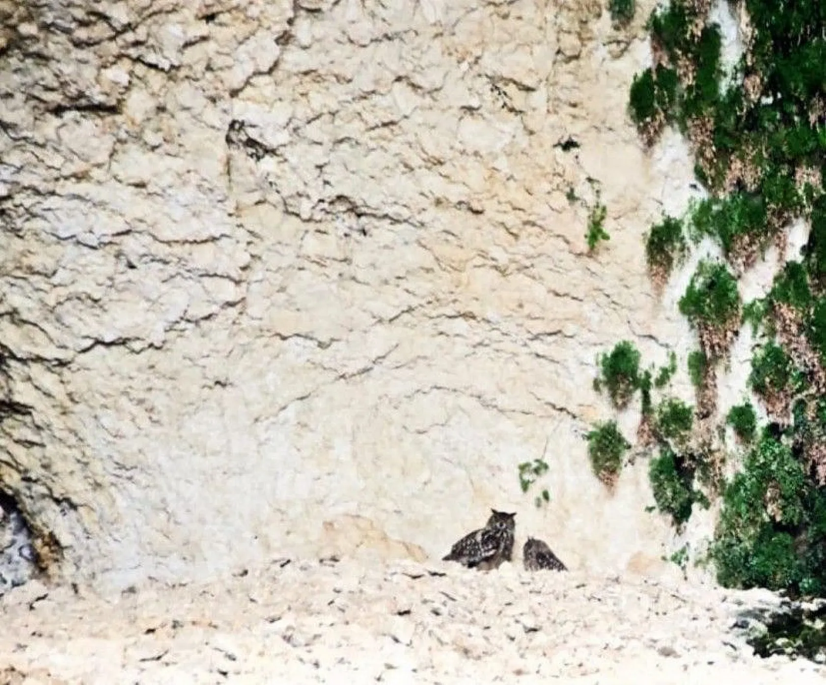 Kanyonlar yaban hayata ev sahipliği yapıyor