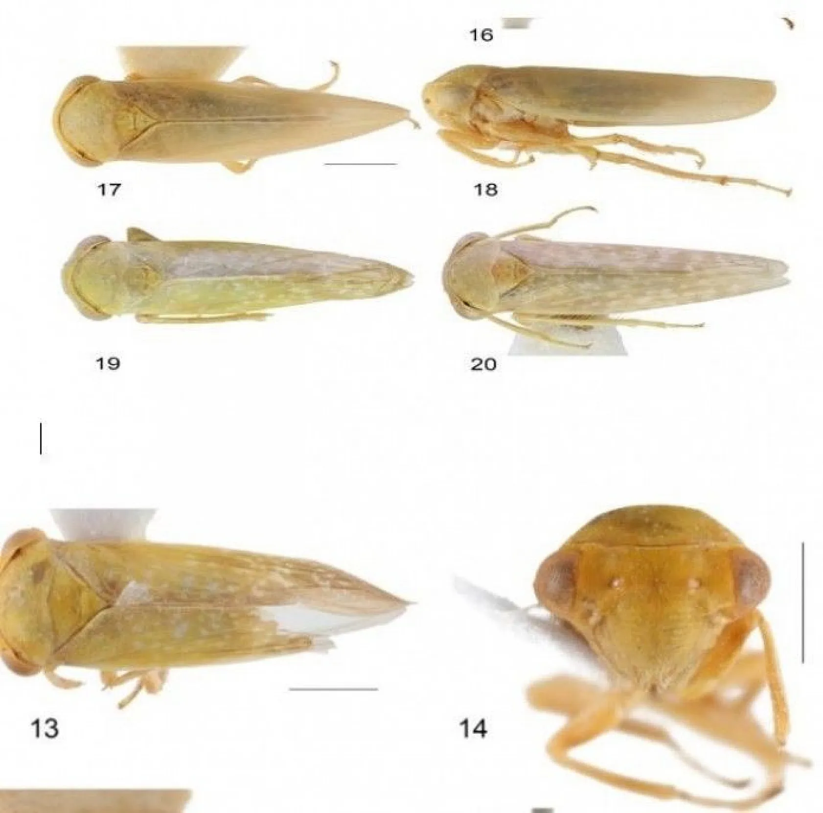 Bu böcek dünyada ikinci, Türkiye'de ilk defa Elazığ'da görüldü