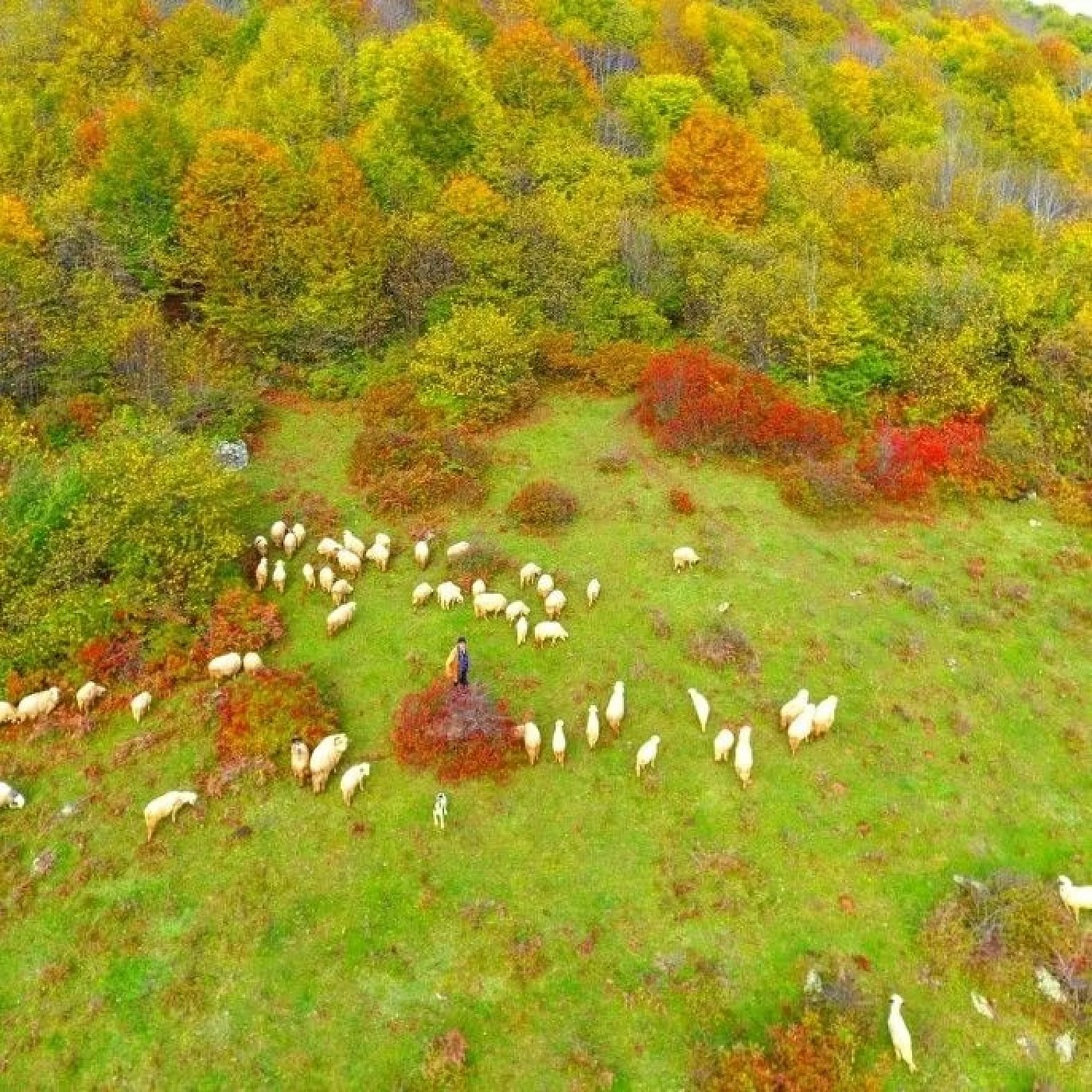 Ordu'da sonbaharda renk cümbüşü