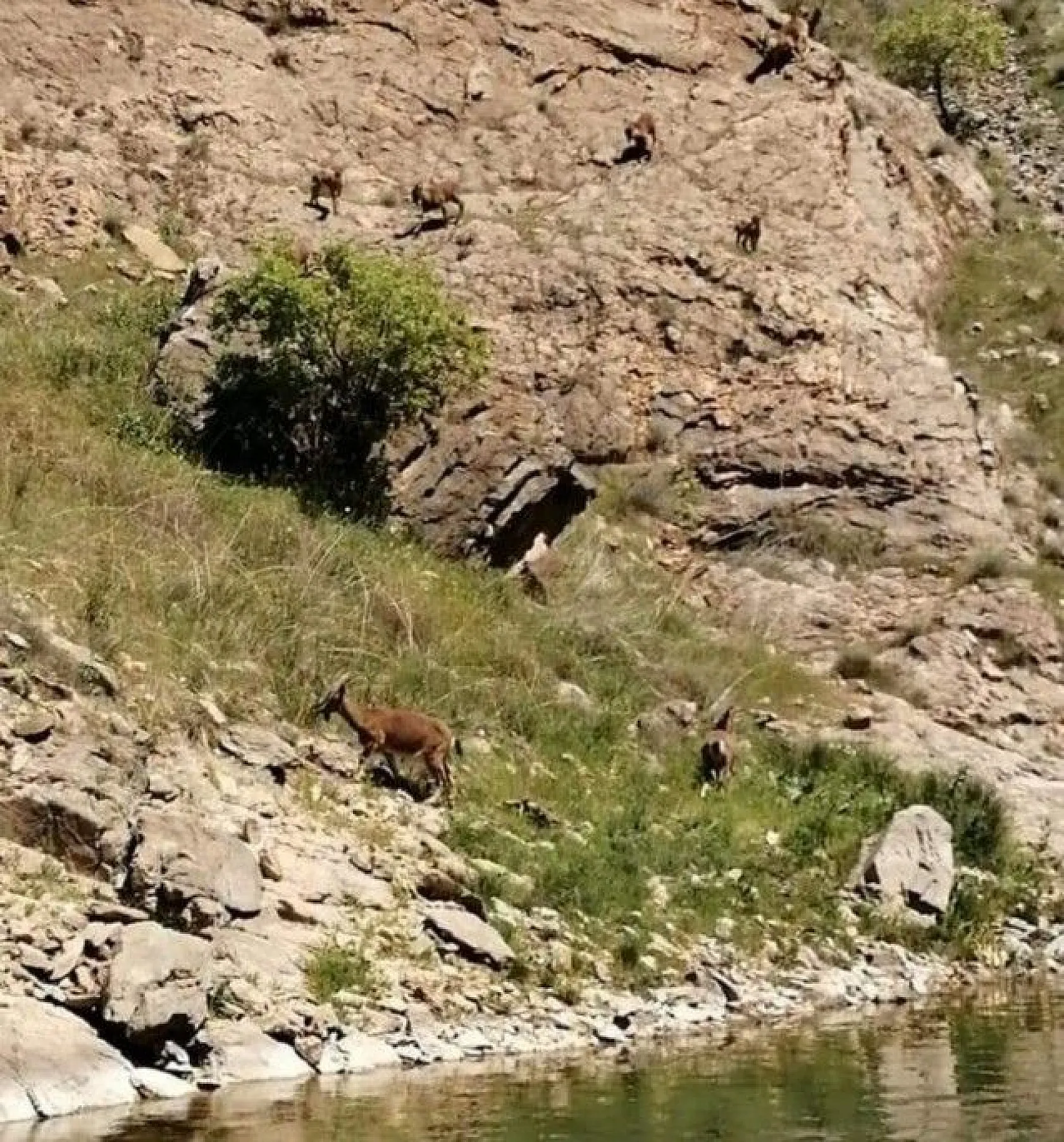 Kanyonlar yaban hayata ev sahipliği yapıyor
