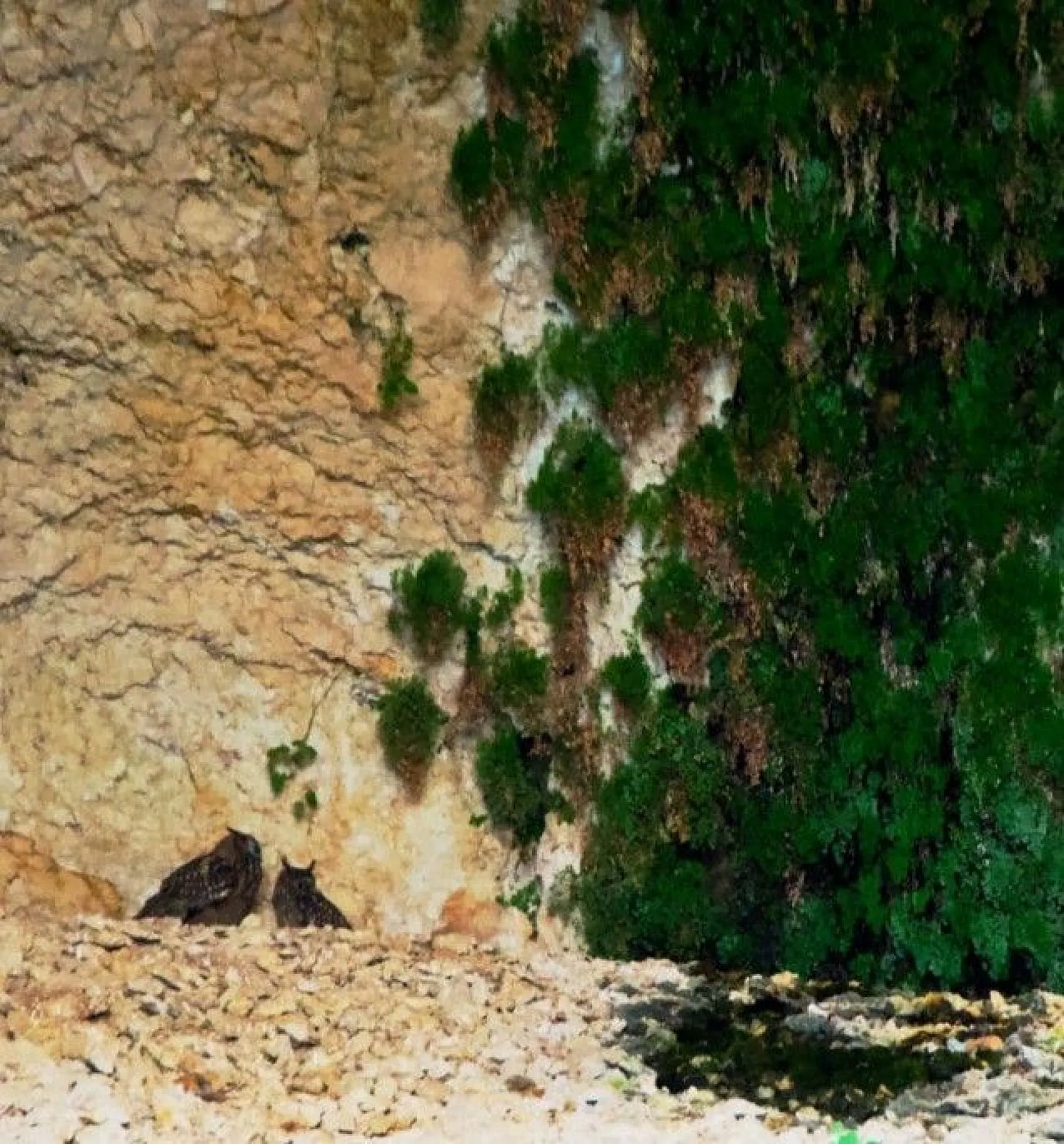 Kanyonlar yaban hayata ev sahipliği yapıyor