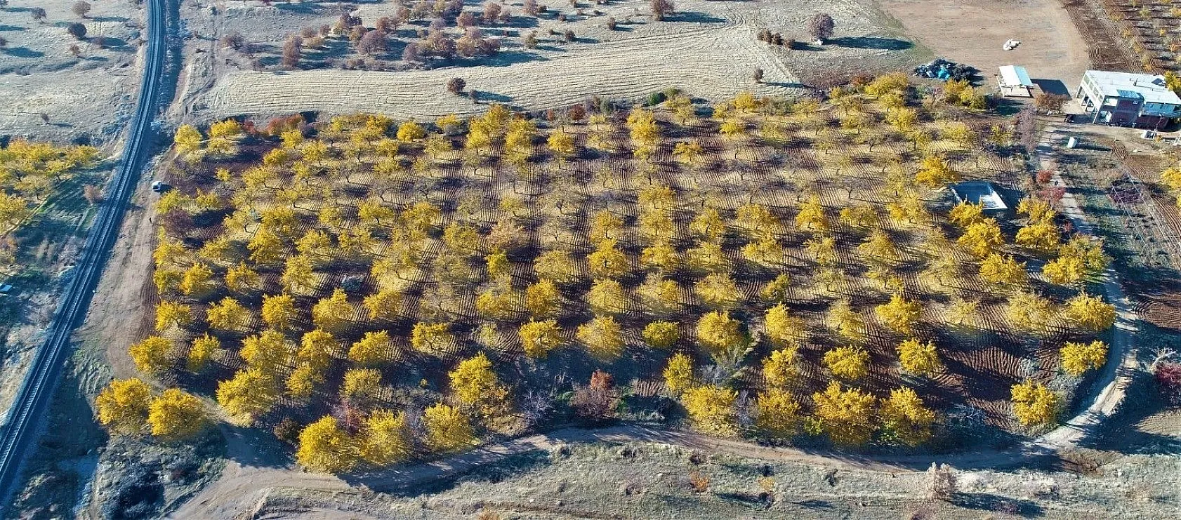 Altın yaprakların muhteşem görsel şöleni