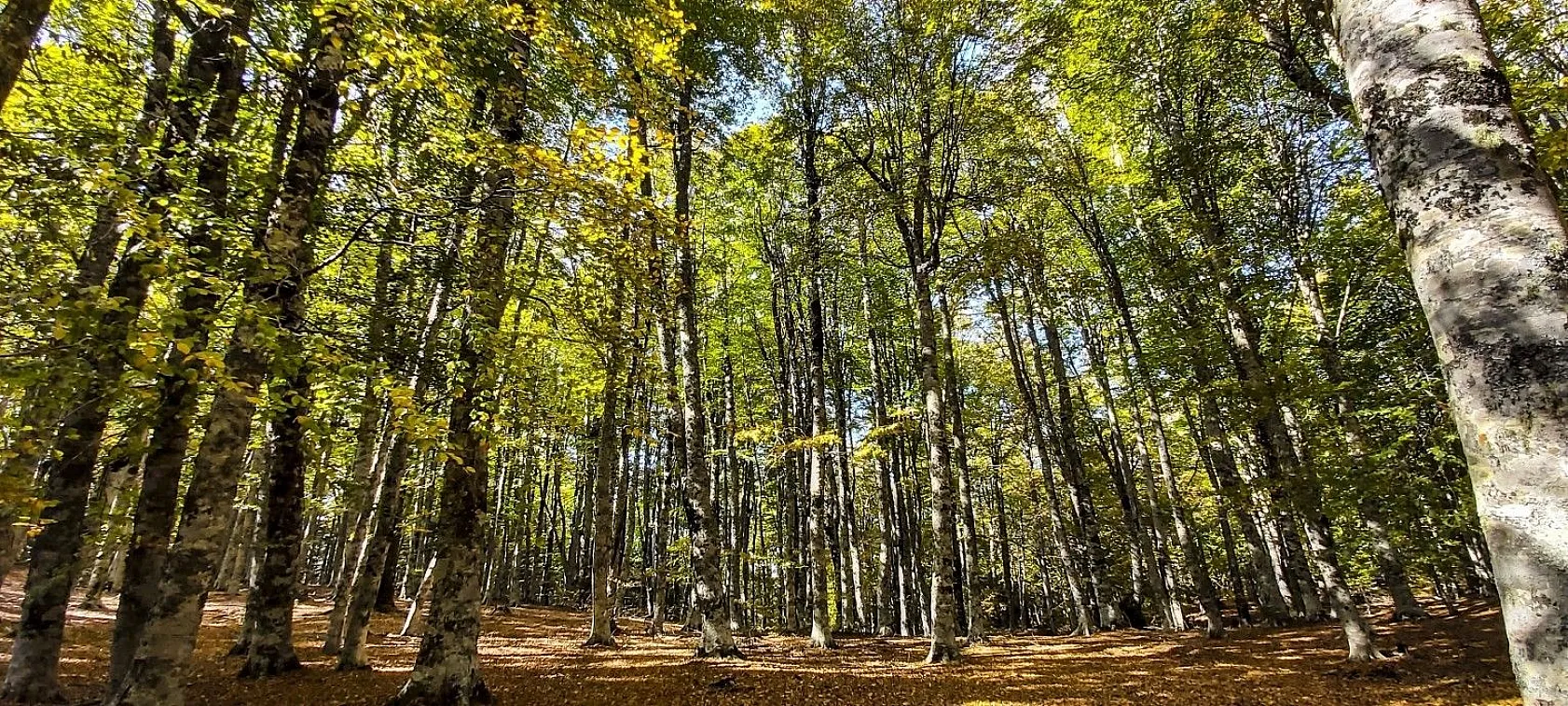 Kazdağları'nın sonbahar renkleri büyülüyor