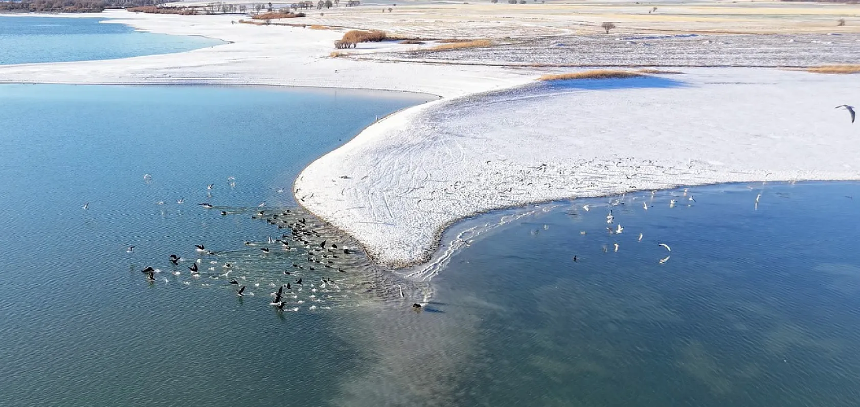 Doğanın sessiz misafirleri 'kara bataklar''