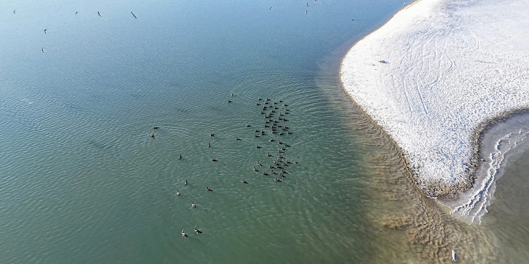 Doğanın sessiz misafirleri 'kara bataklar''