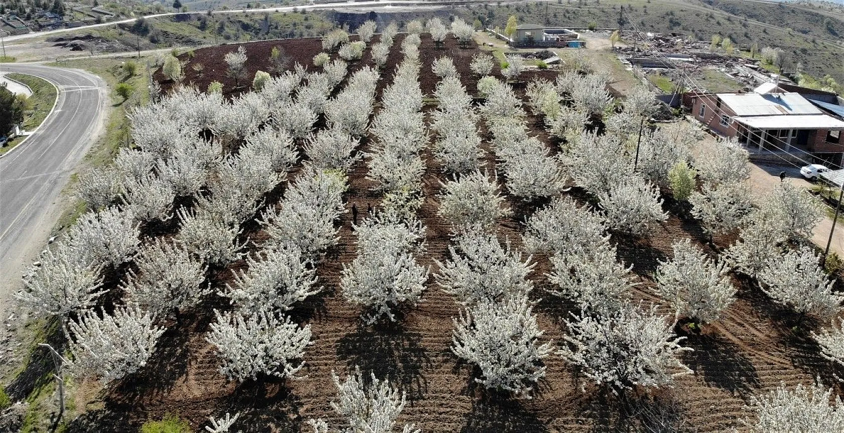 Tarihi mahallede kiraz ağaçları beyaz gelinliğini giydi