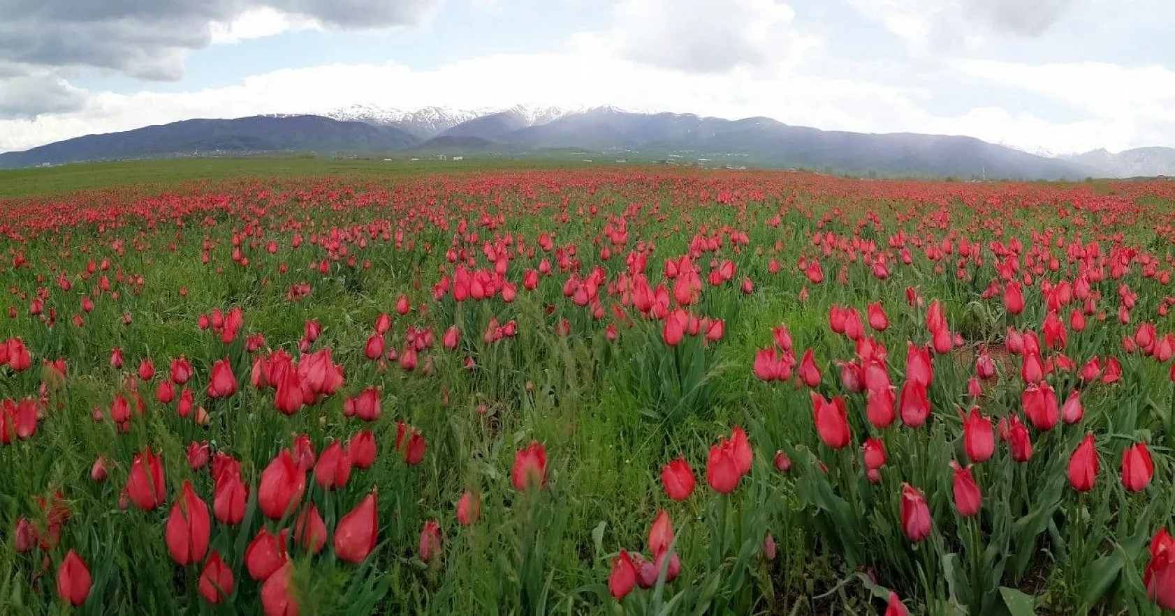 Muş lalelerinin eşsiz manzarası...