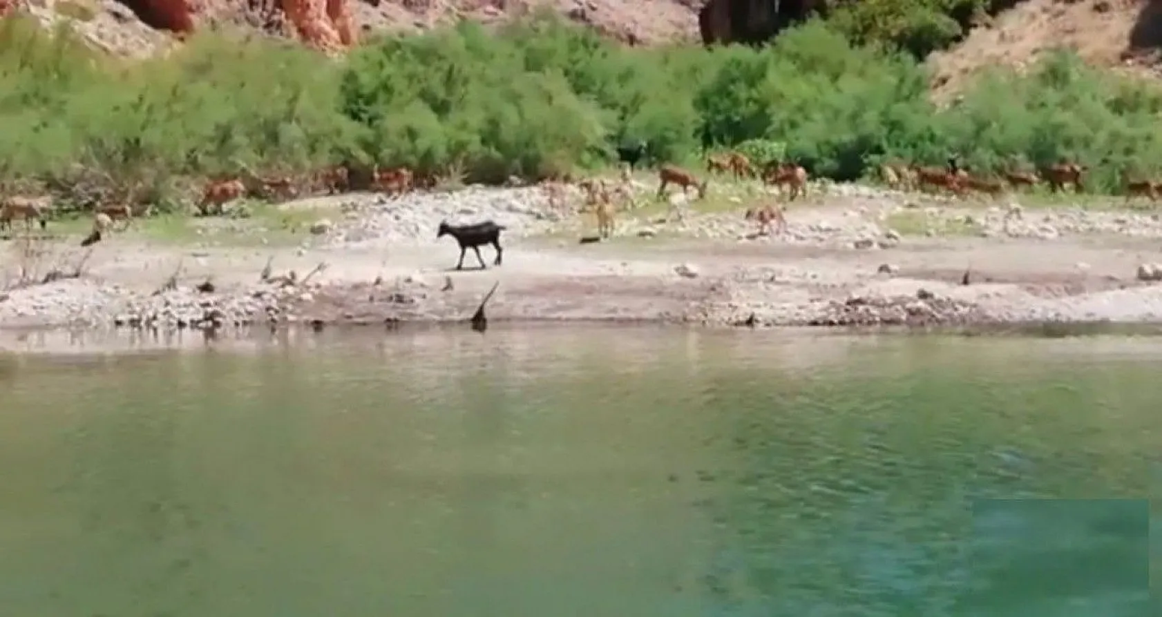 Kanyonlar yaban hayata ev sahipliği yapıyor